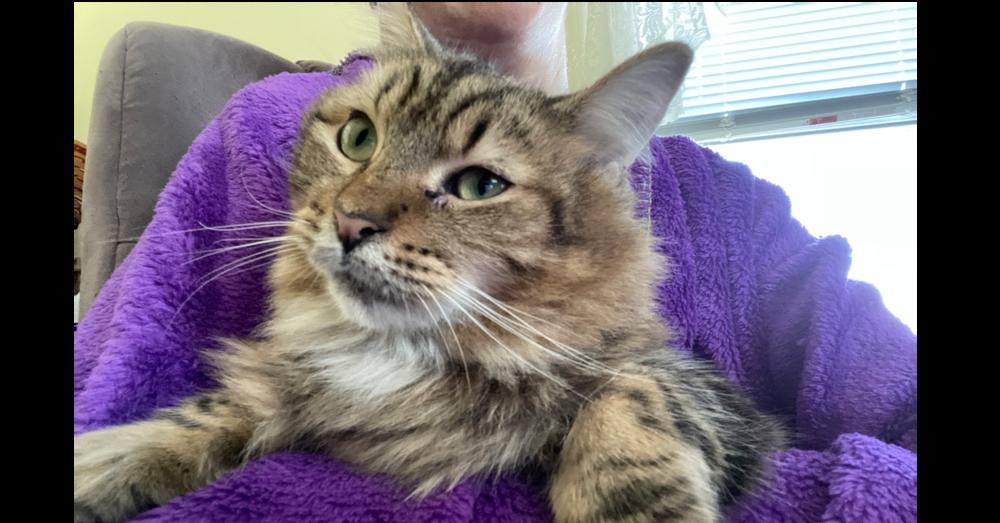 Davina, a Adoptable Domestic Short Hair in Olyphant, PA image 6/6