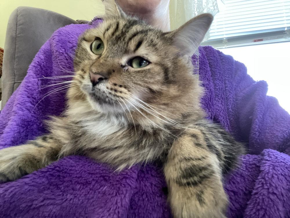 Enlarge Davina, a Adoptable Domestic Short Hair in Olyphant, PA image 4/6