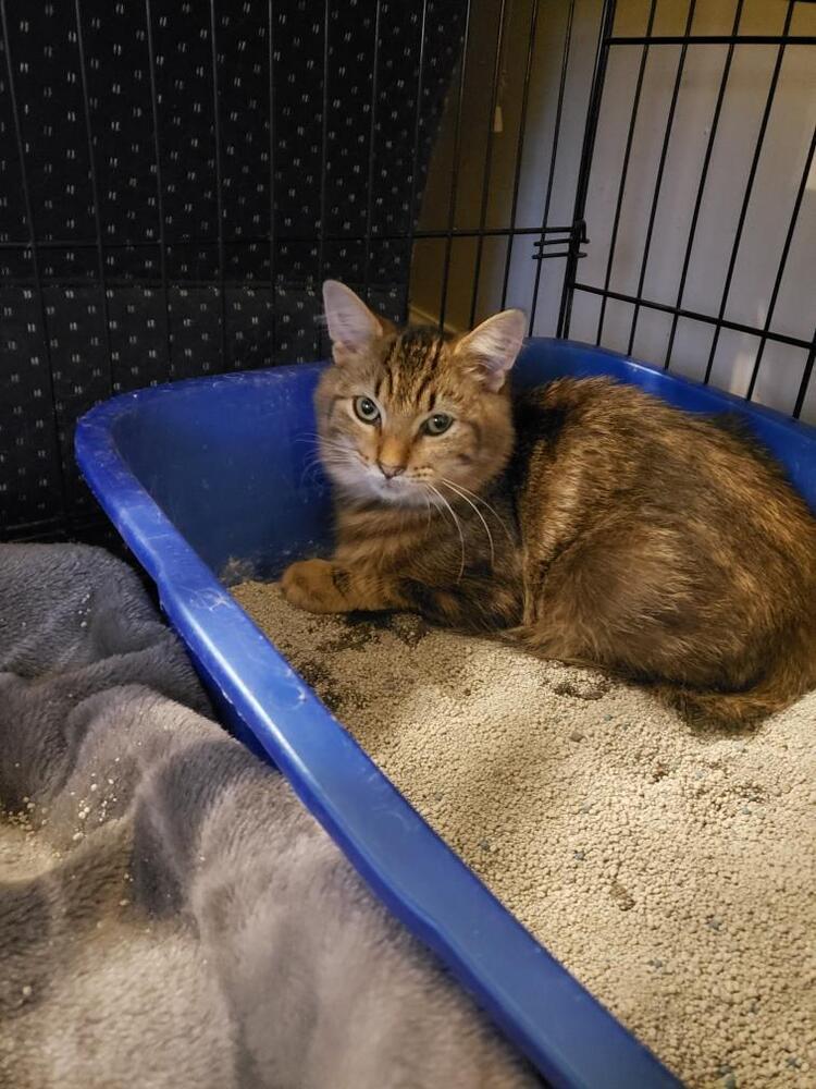 Enlarge Davina, a Adoptable Domestic Short Hair in Olyphant, PA image 5/6