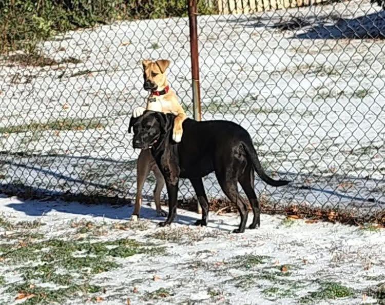 Enlarge Petey , an adopted mixed breed in Douglas, MA image 5/6