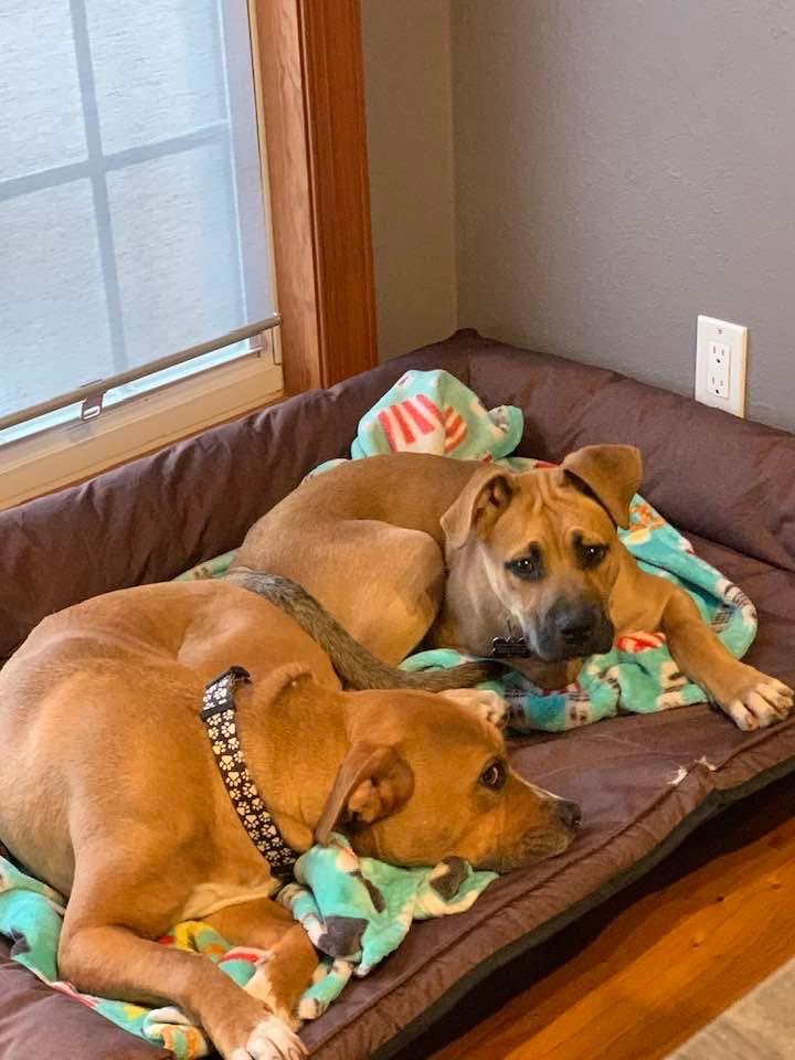 Enlarge Petey , an adopted mixed breed in Douglas, MA image 4/6