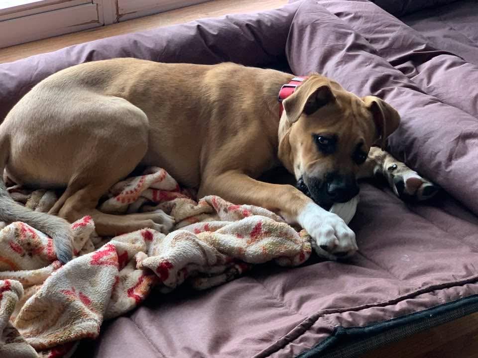 Enlarge Petey , an adopted mixed breed in Douglas, MA image 2/6