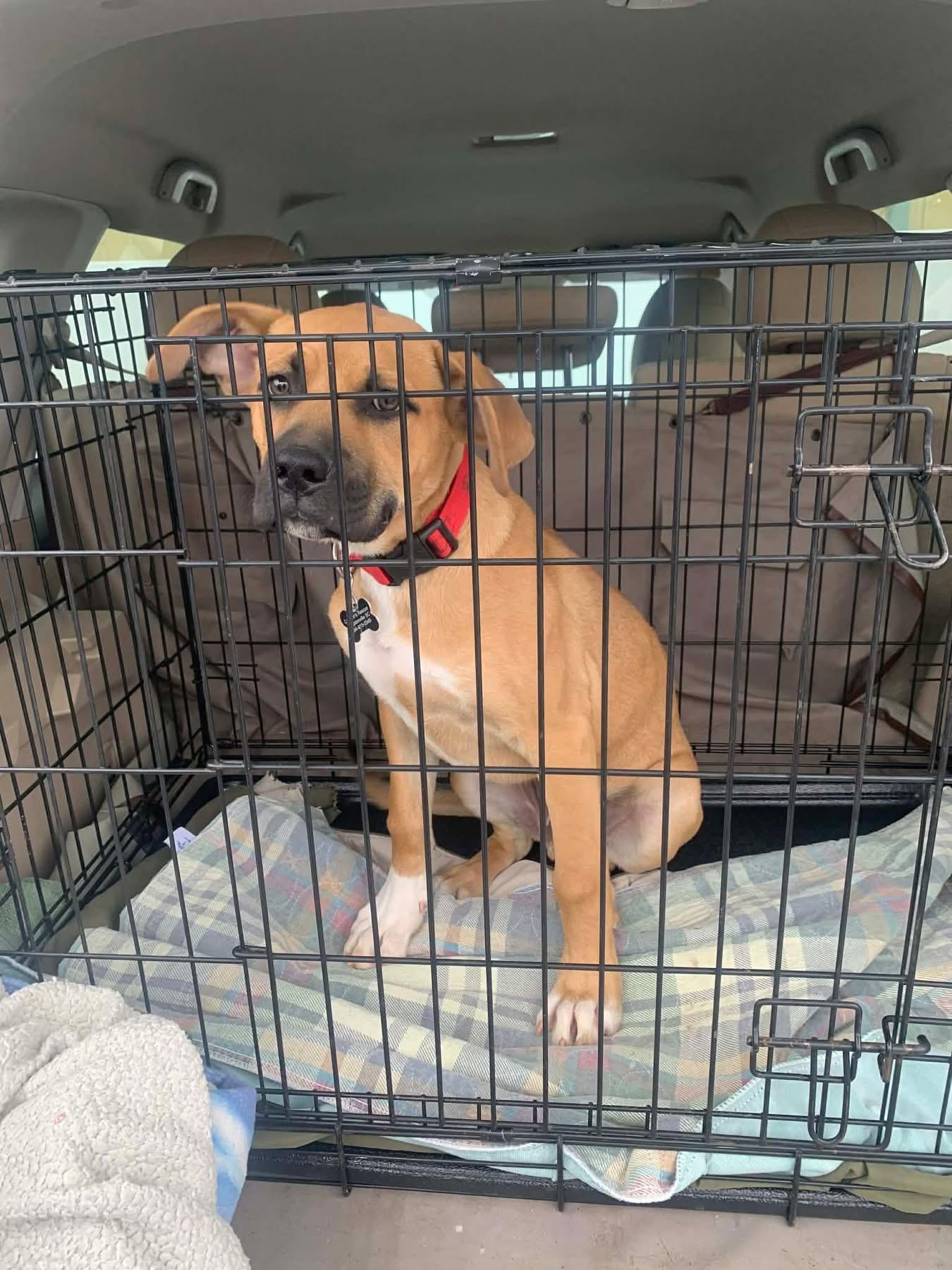 Enlarge Petey , an adopted mixed breed in Douglas, MA image 1/6