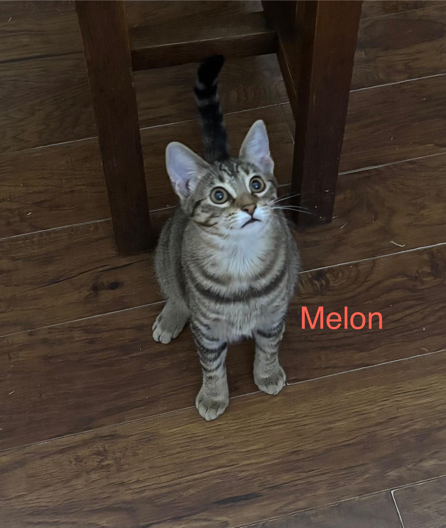MELON