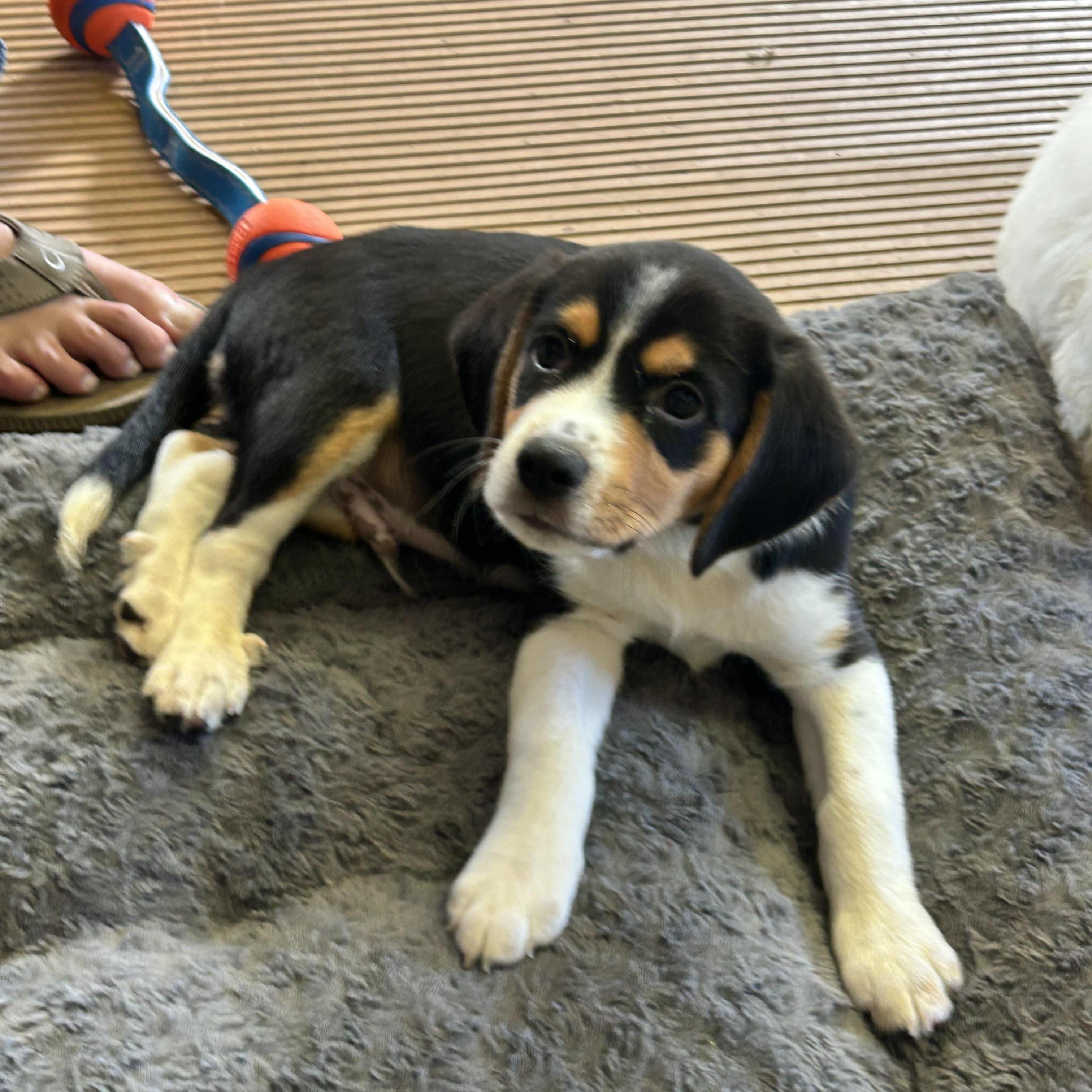 Enlarge SPARKY, a Adopted mixed breed in Elyria, OH image 5/5