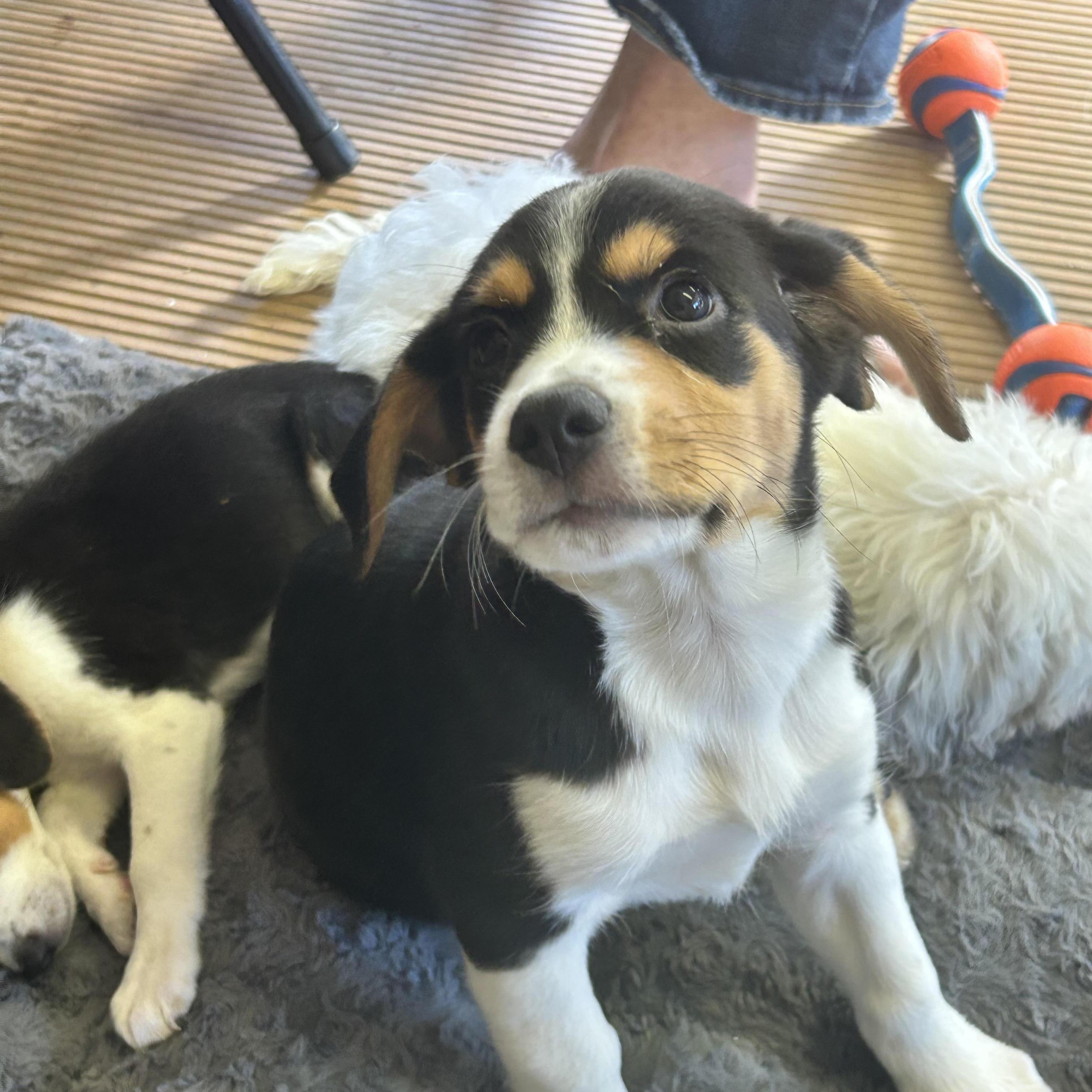 Enlarge SPARKY, a Adopted mixed breed in Elyria, OH image 4/5