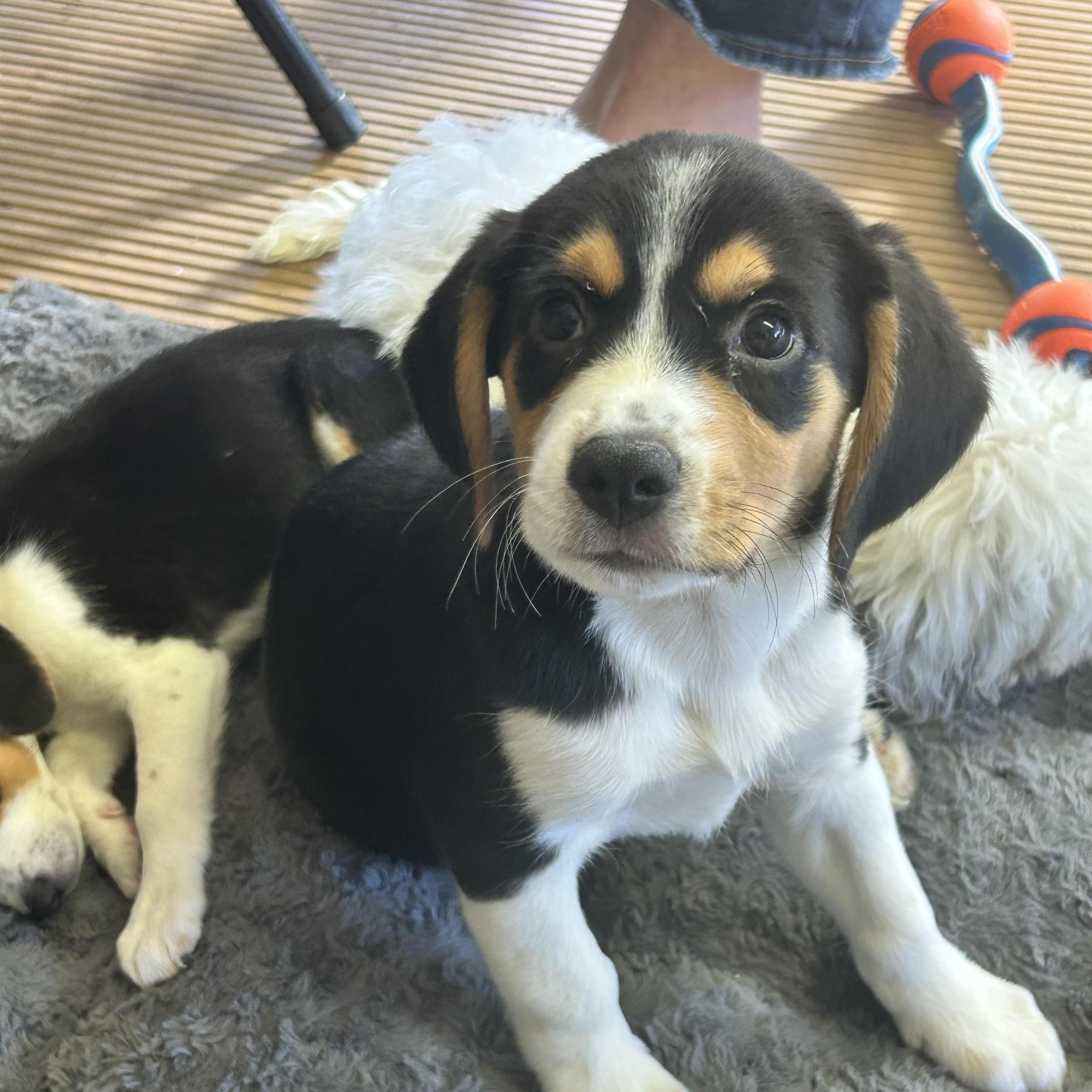 Enlarge SPARKY, a Adopted mixed breed in Elyria, OH image 3/5