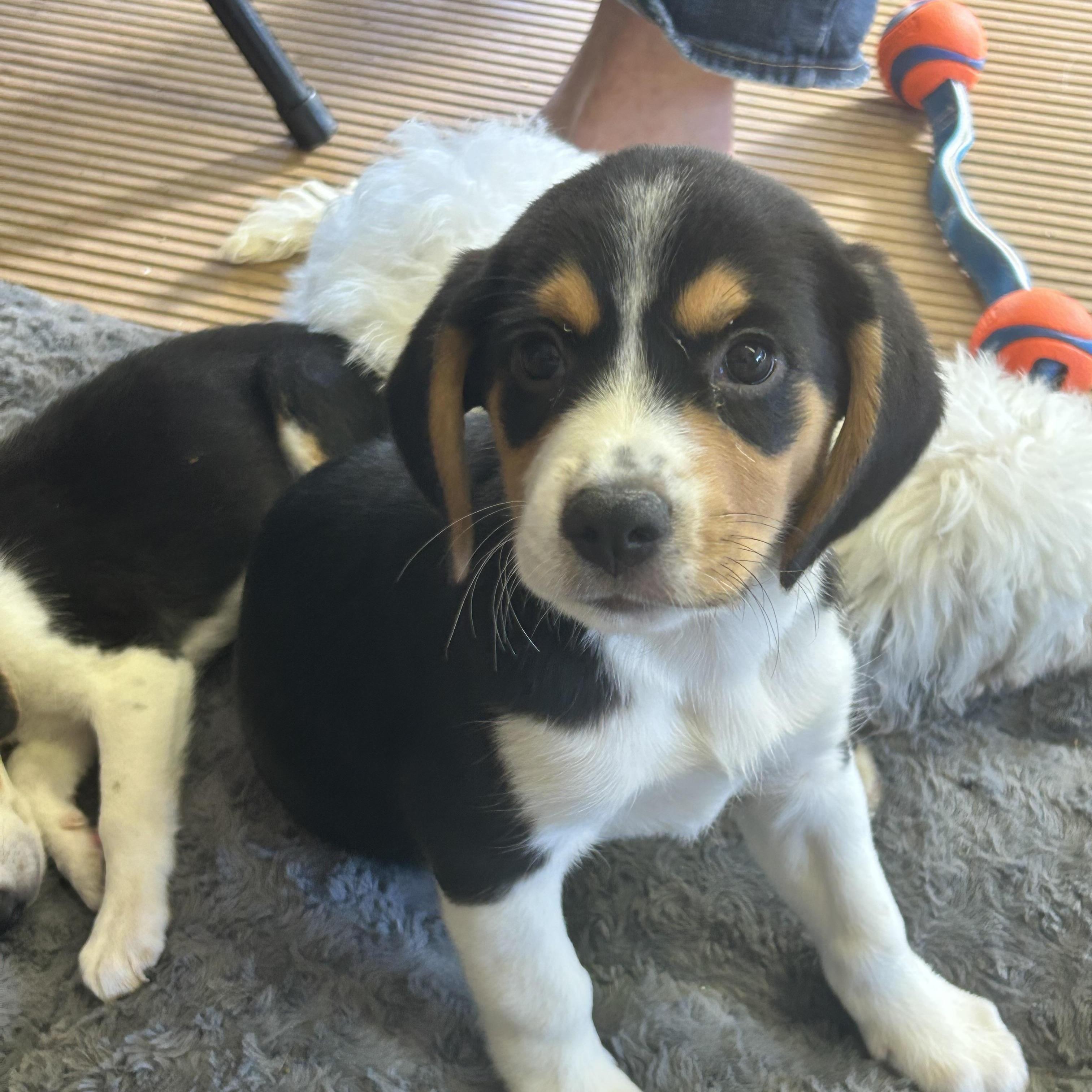 SPARKY, Adopted, Puppy Male Beagle.