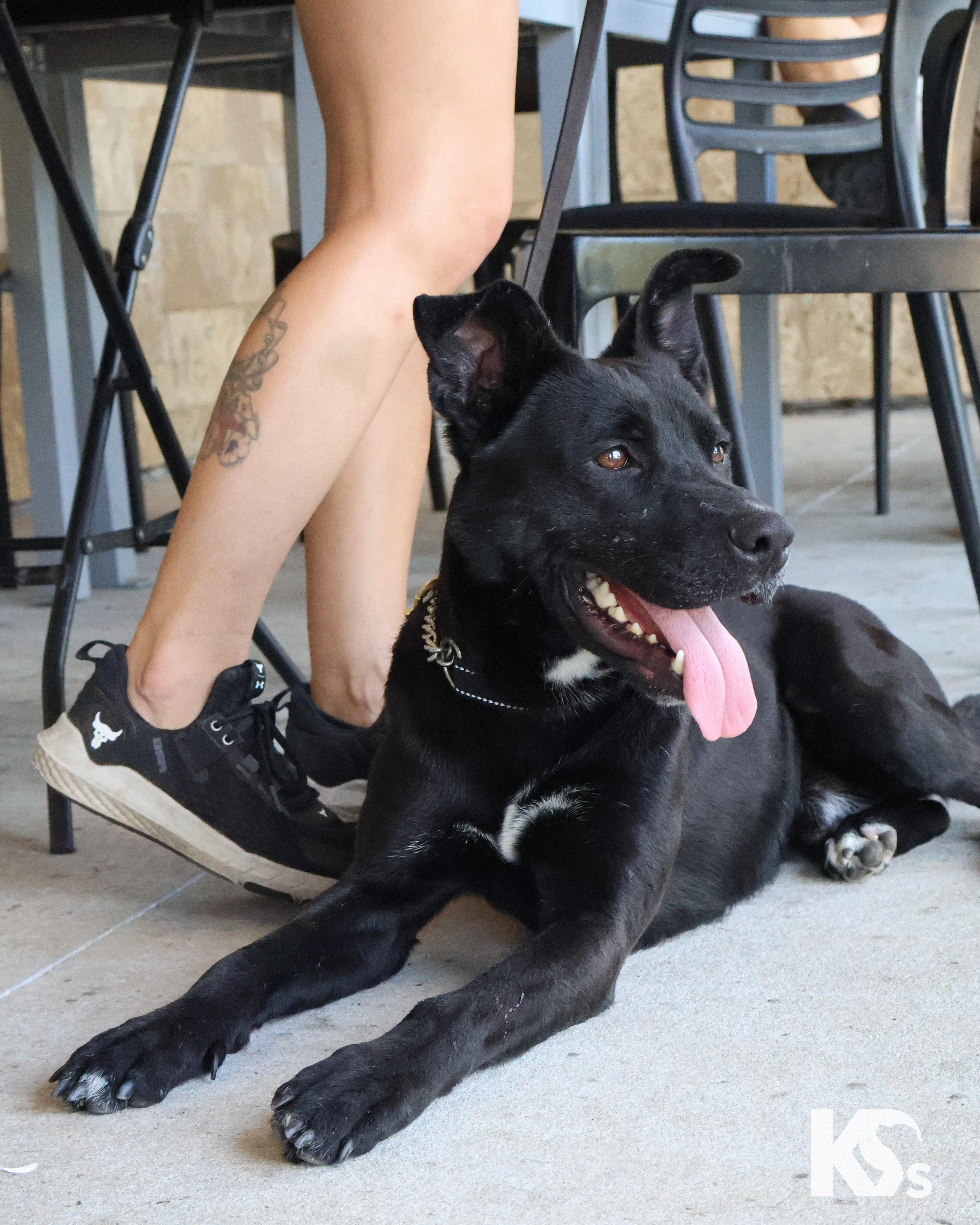 Enlarge Spork, a Adoptable mixed breed in Ponte Vedra, FL image 3/6