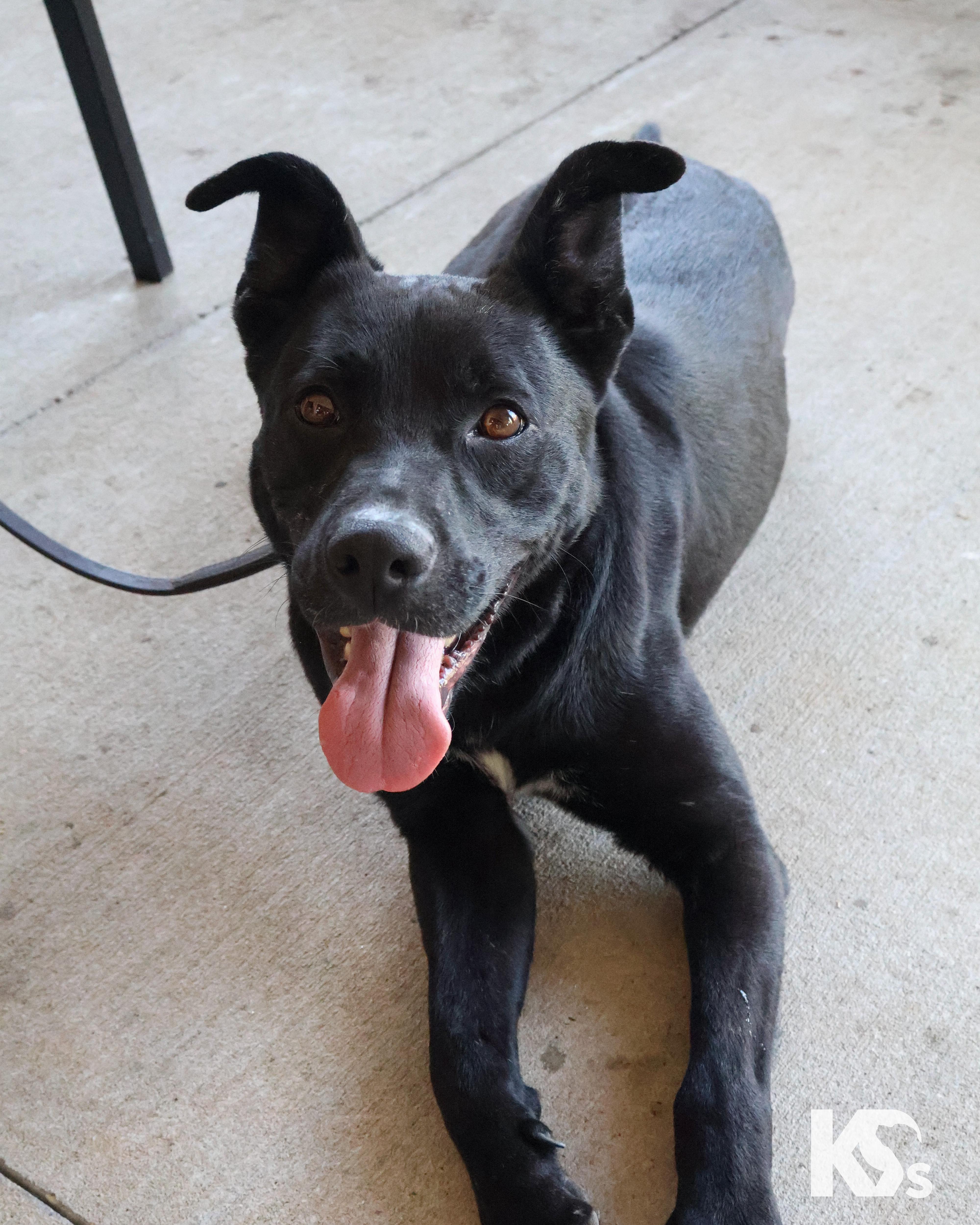 Enlarge Spork, a Adoptable mixed breed in Ponte Vedra, FL image 5/6