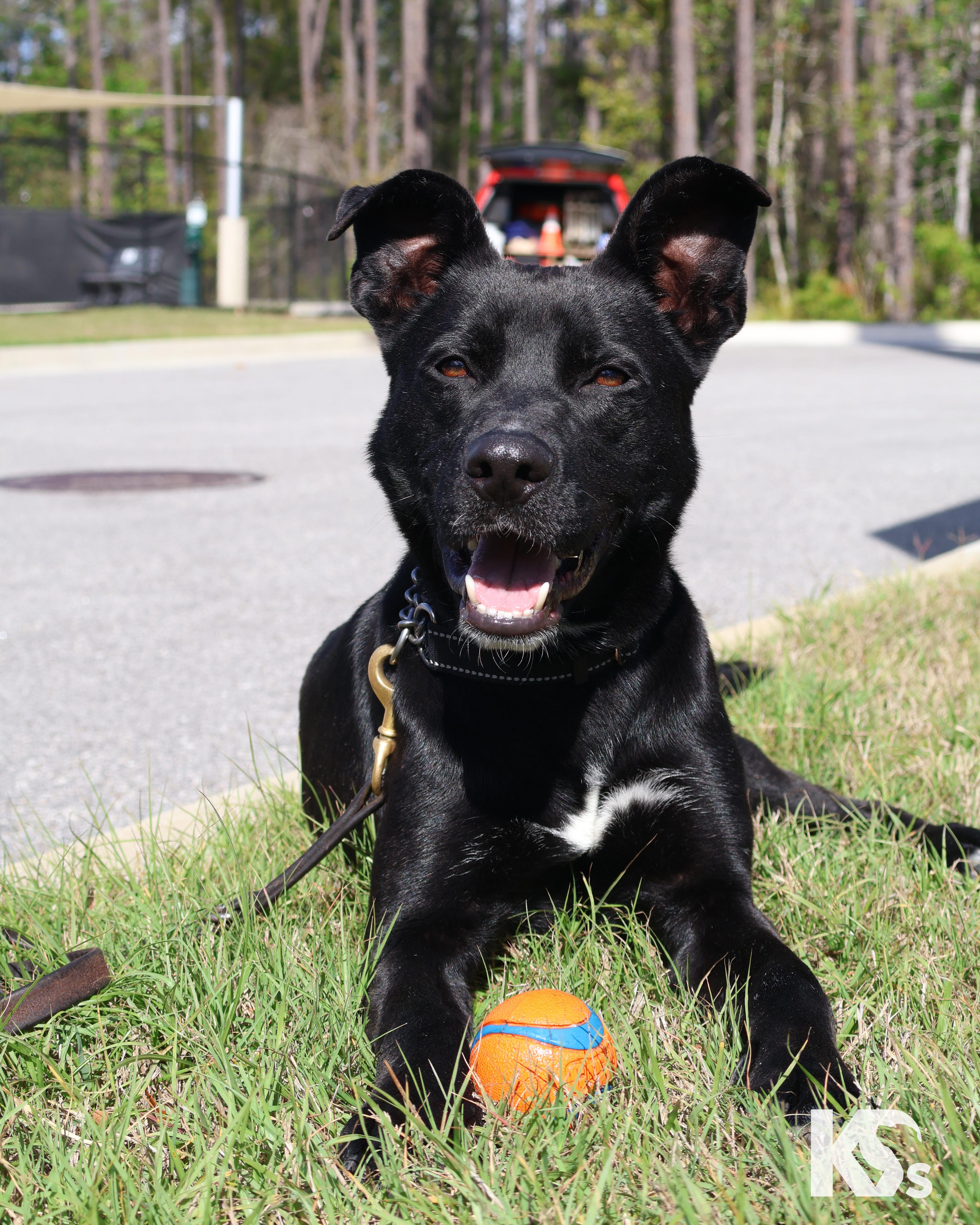 Spork, Adoptable, Young Male Black Labrador Retriever & Australian Kelpie.
