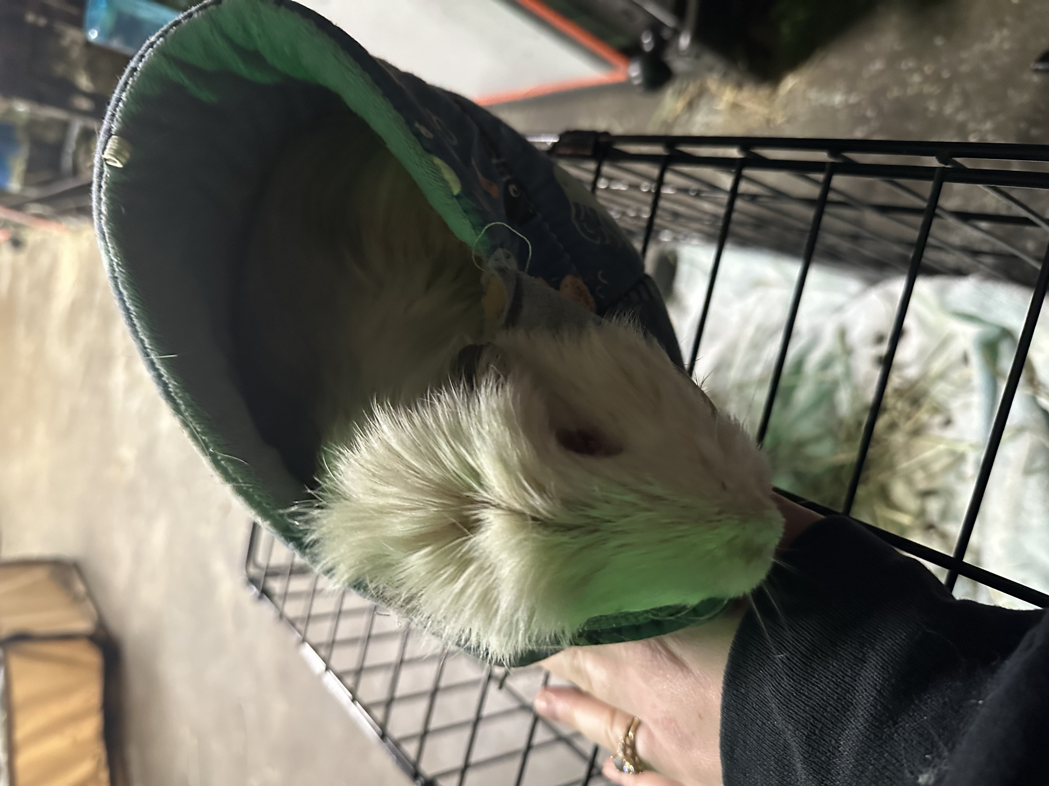 Enlarge Momma B, a Adoptable Guinea Pig in Eagle River, AK image 1/1