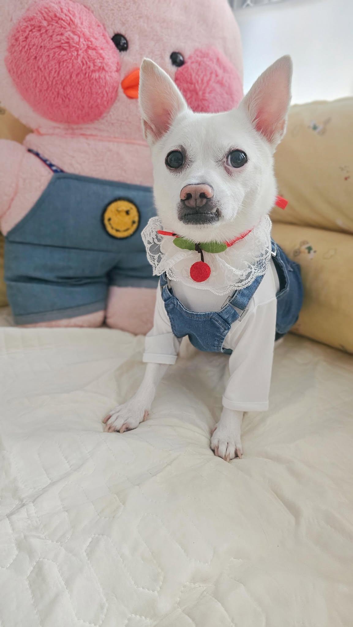 Romi, a ADOPTABLE mixed breed in Philadelphia, PA image 4/6