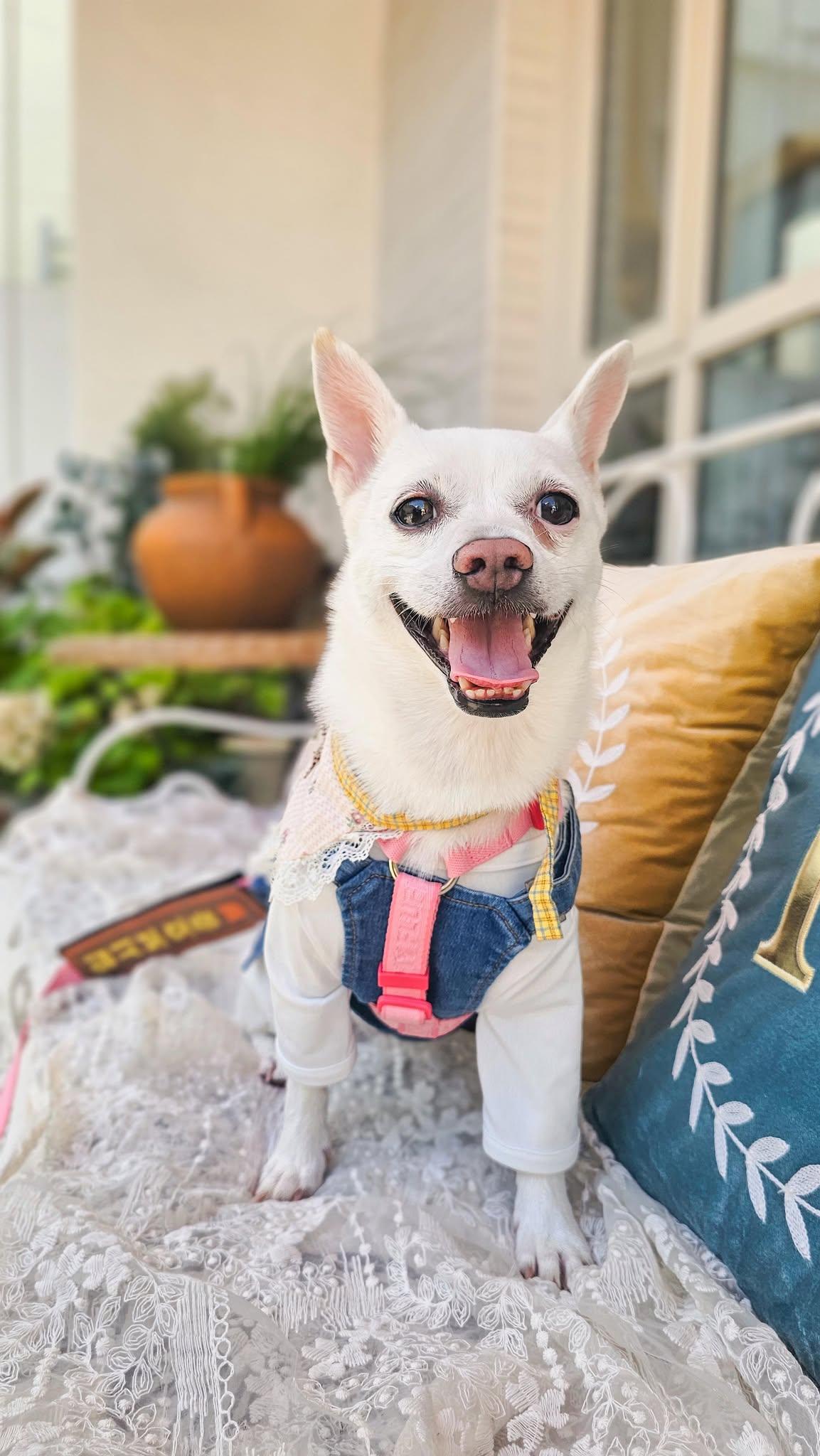 Romi, a ADOPTABLE mixed breed in Philadelphia, PA image 2/6