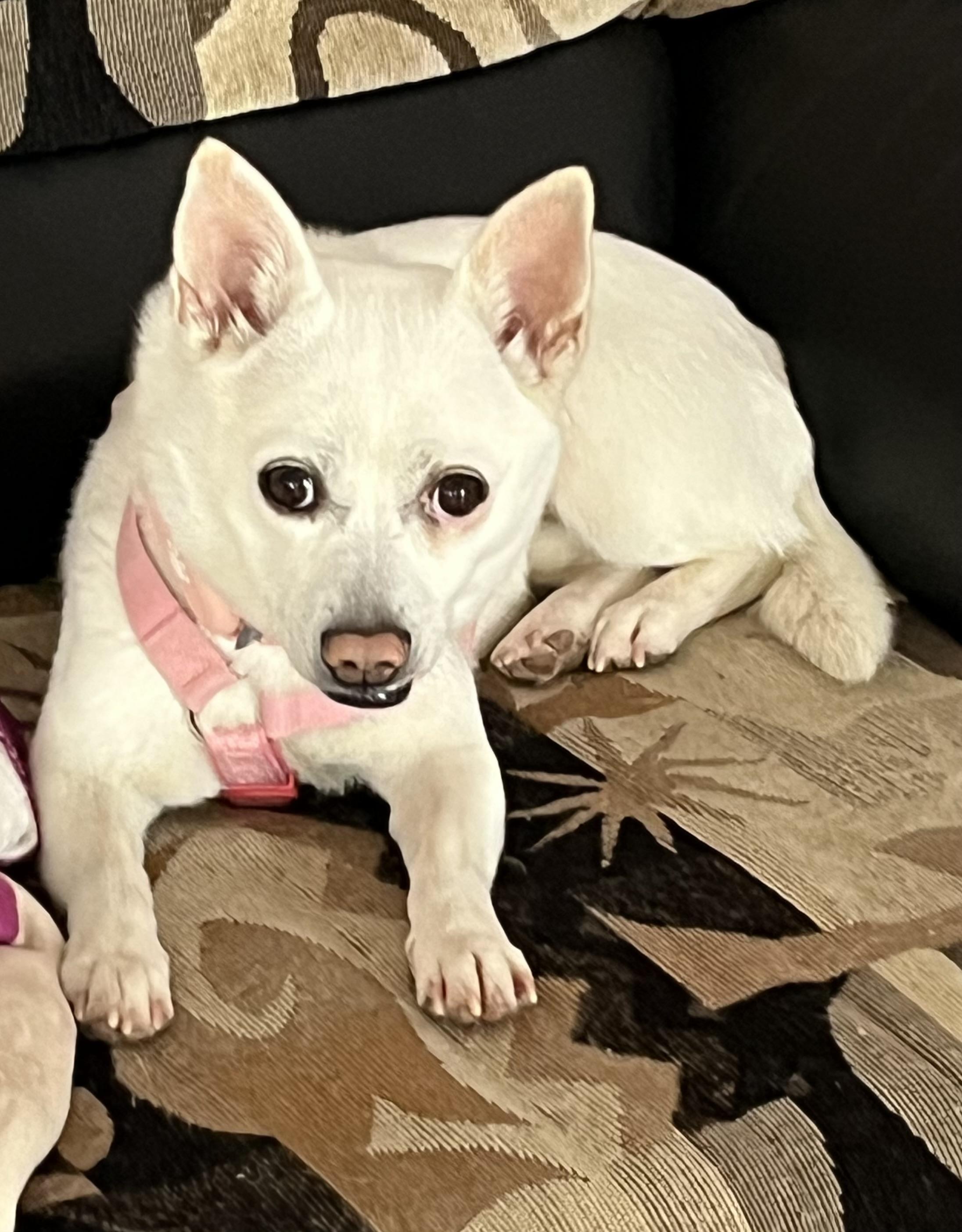 Romi, adopted, Adult Female Chihuahua.