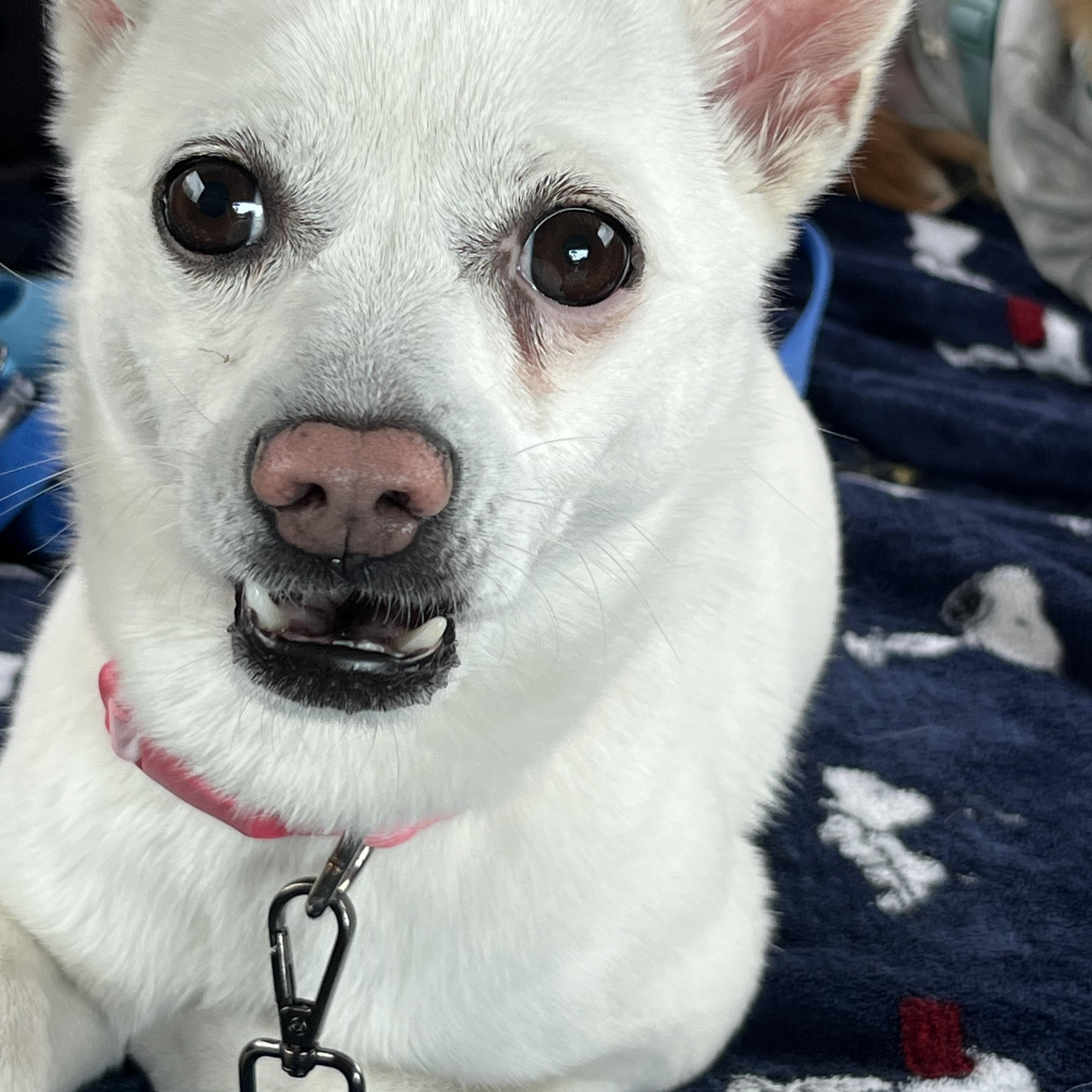 Enlarge Romi, an adopted mixed breed in Philadelphia, PA image 6/6