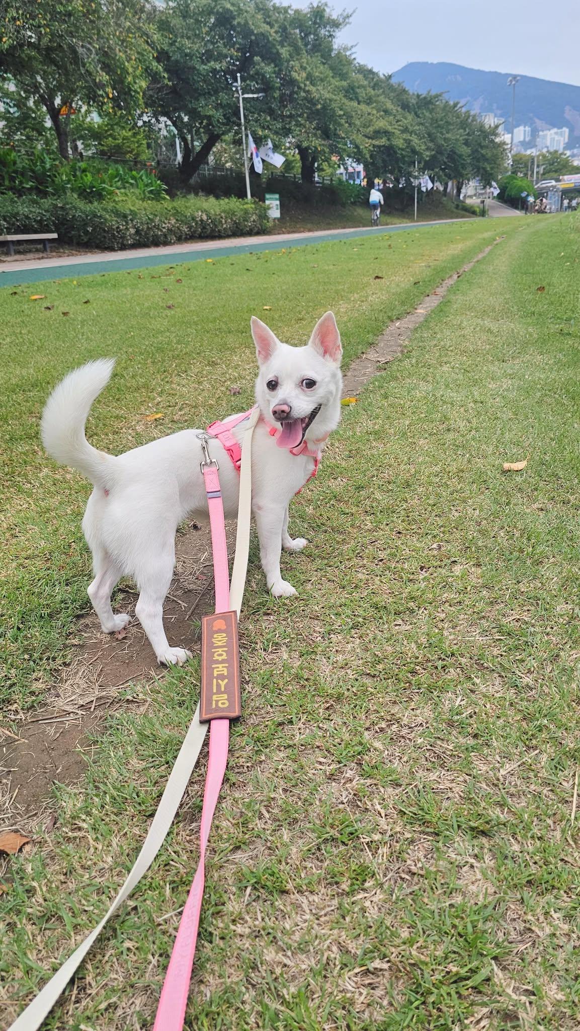 Romi, a ADOPTABLE mixed breed in Philadelphia, PA image 6/6