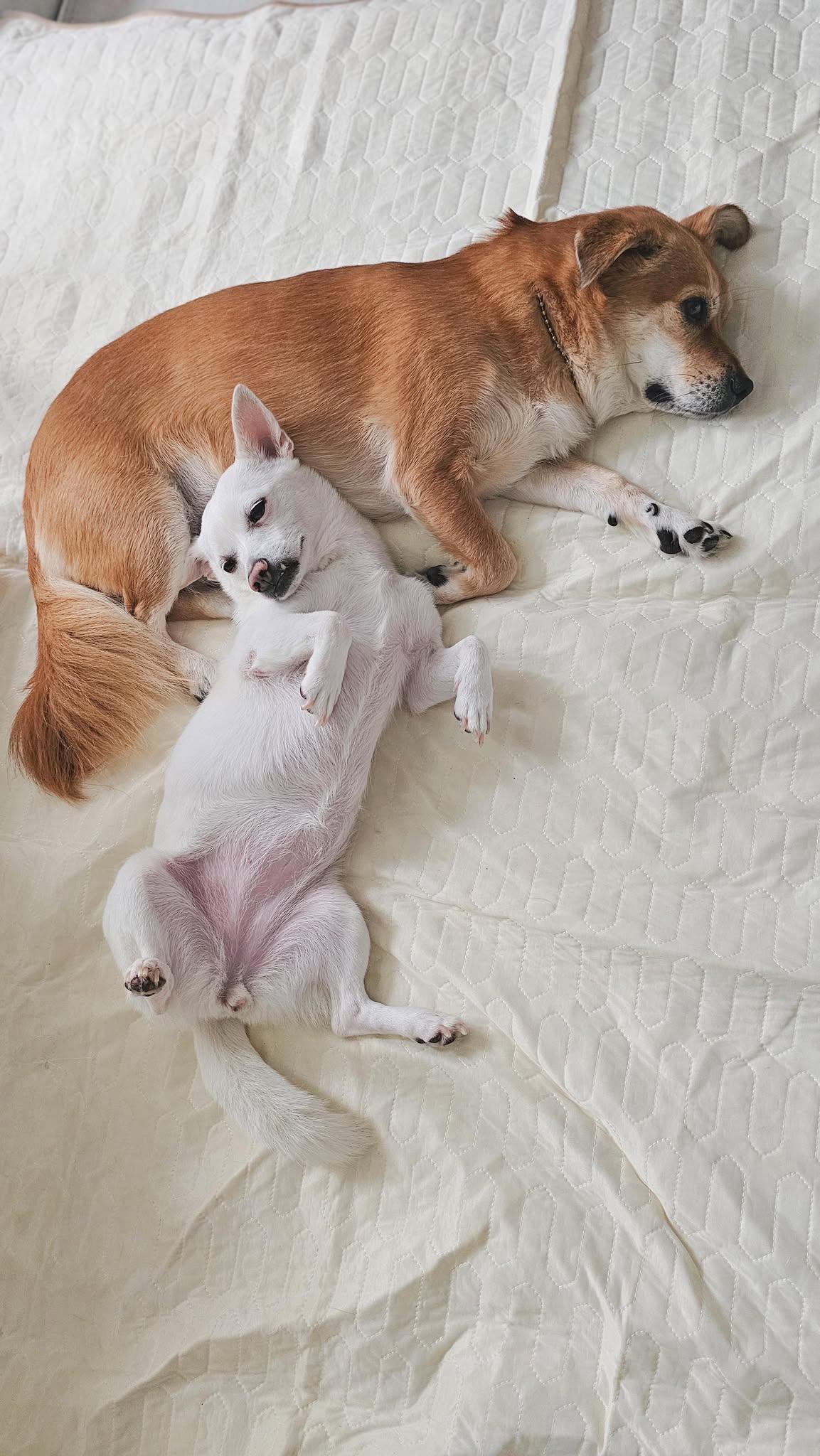 Romi, a ADOPTABLE mixed breed in Philadelphia, PA image 5/6