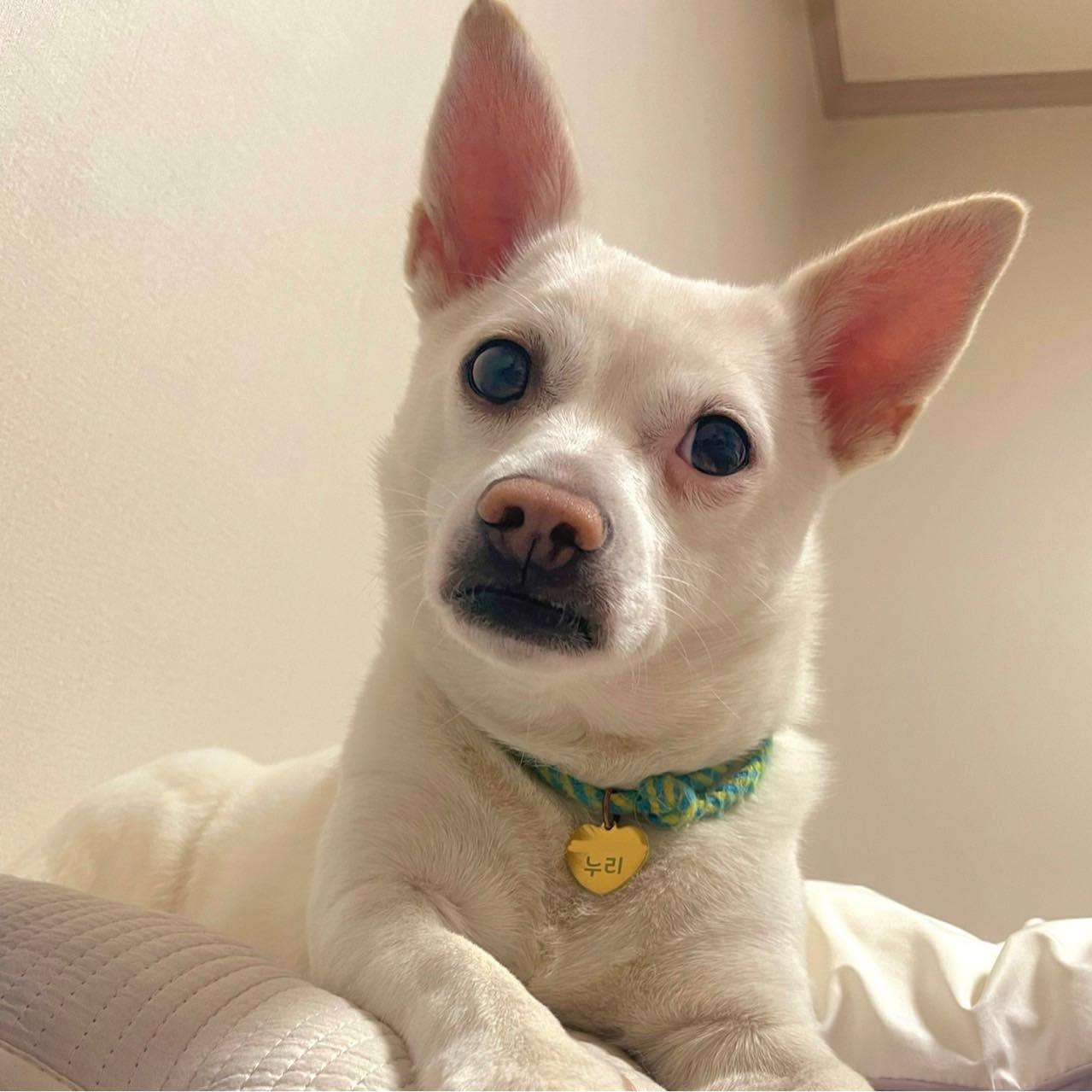 Romi, a ADOPTABLE mixed breed in Philadelphia, PA image 3/6