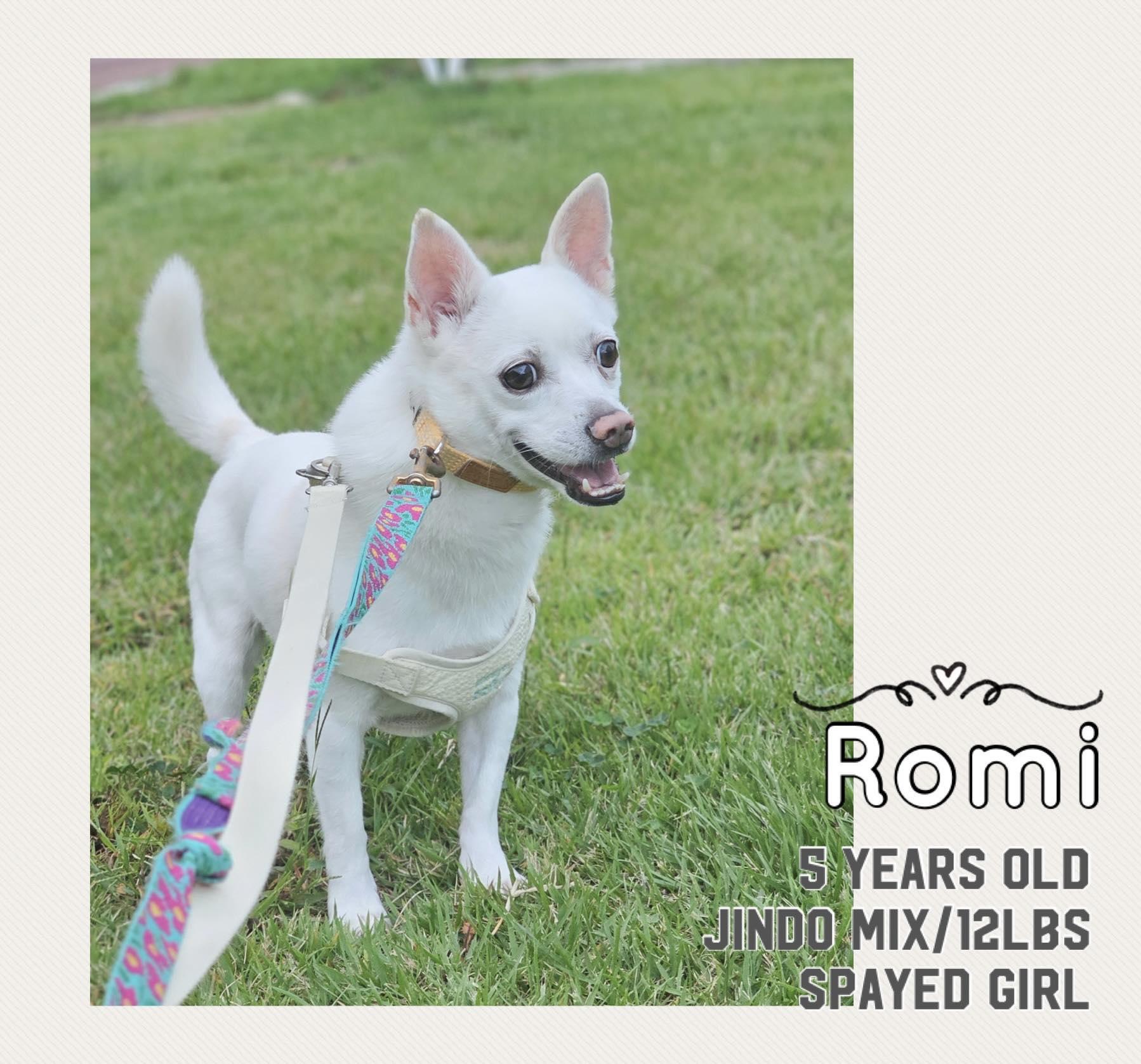 Romi, a ADOPTABLE mixed breed in Philadelphia, PA image 1/6