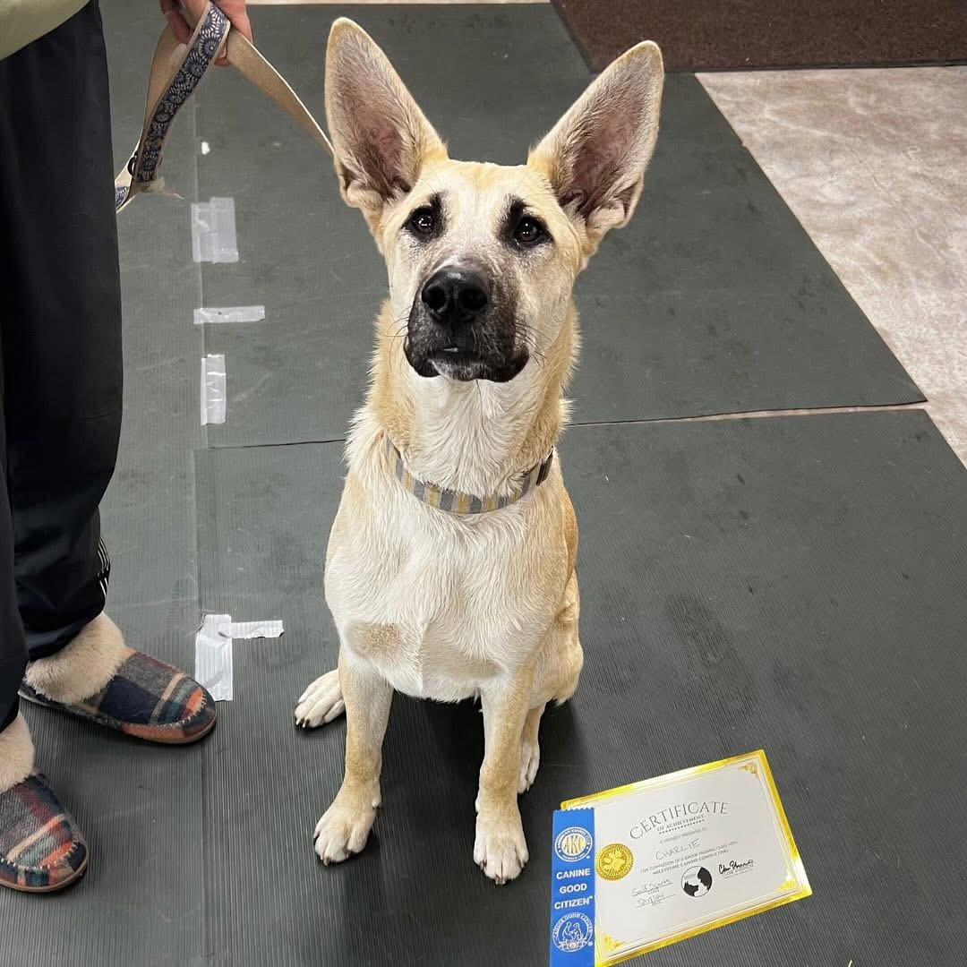 Charlie, Adoptable, Young Male German Shepherd Dog & Siberian Husky.