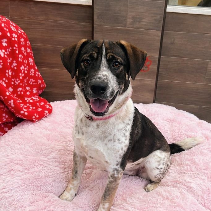 Freddie, ADOPTABLE, Young Male German Shorthaired Pointer.