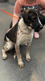 Freddie, a ADOPTABLE mixed breed in Manhasset, NY image 4/4