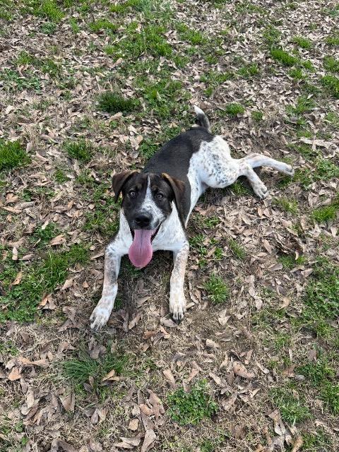Freddie, a ADOPTABLE mixed breed in Manhasset, NY image 2/4