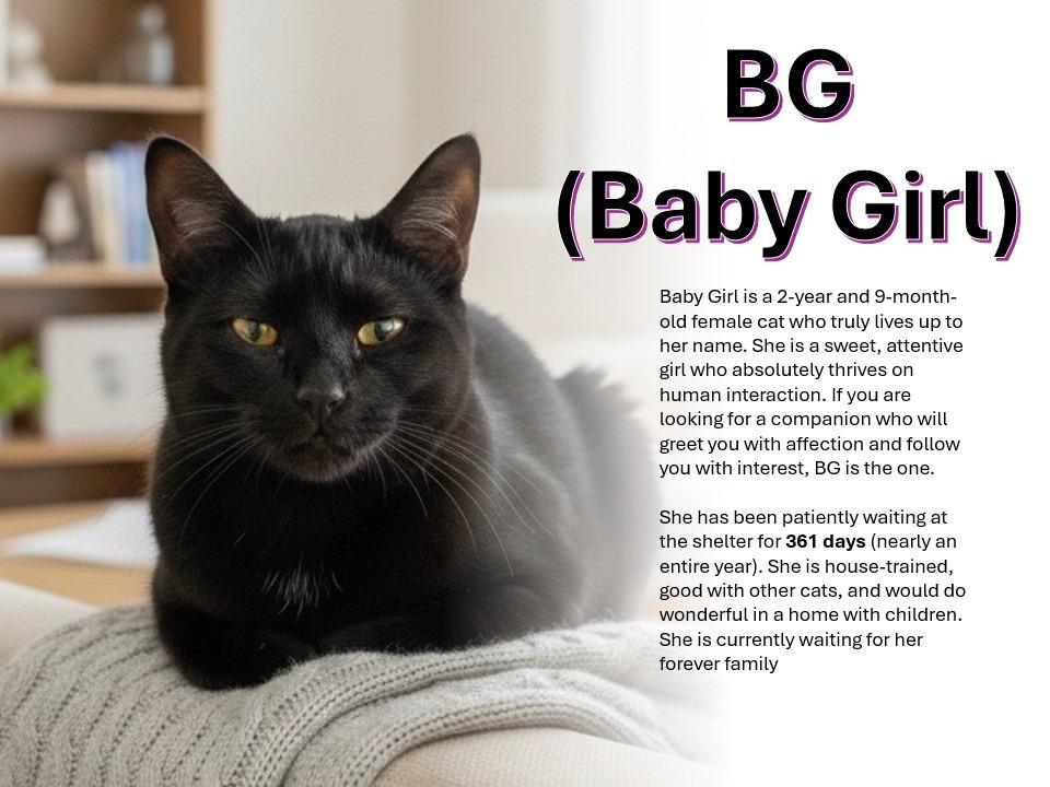 Enlarge BG (Baby Girl), a Adopted mixed breed in Pittsfield, IL image 2/3