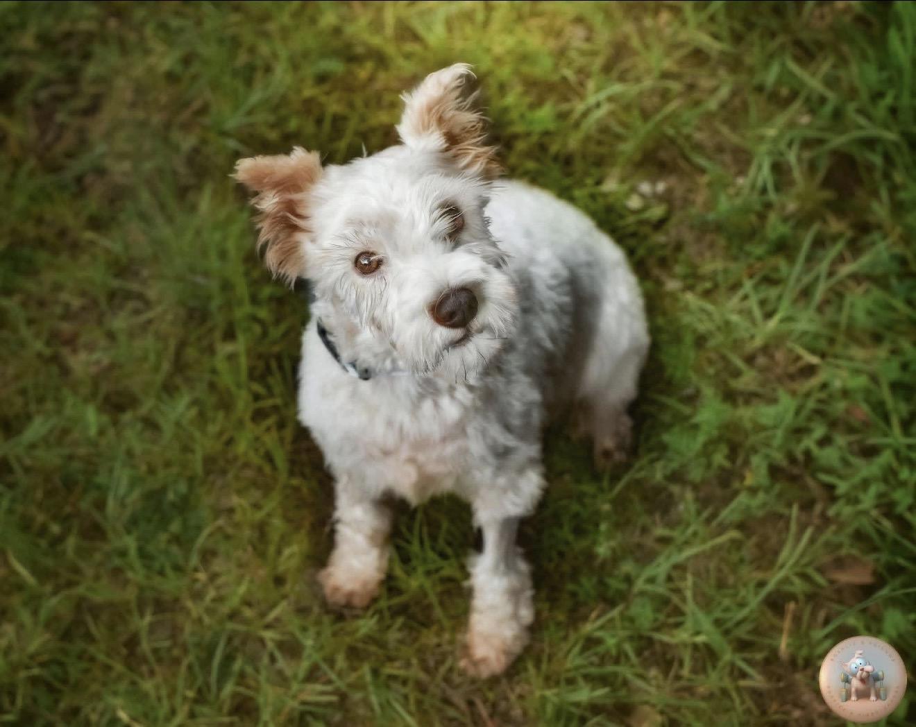 Lady Vivienne, adopted, Adult Female Miniature Schnauzer.