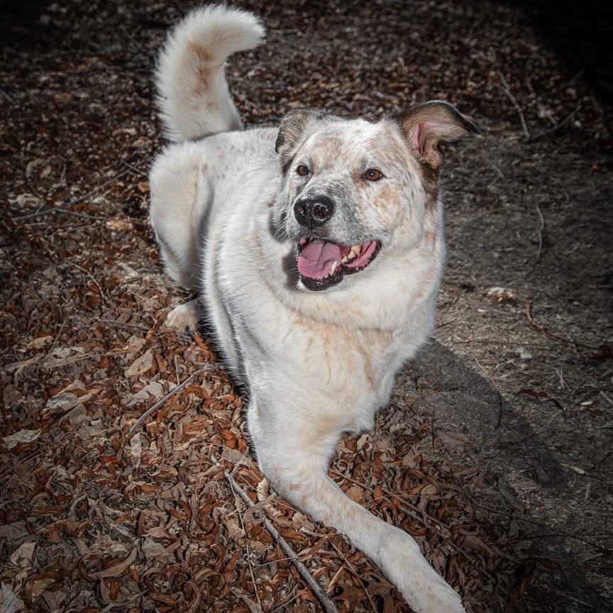 Enlarge Tyson, a Adoptable Cattle Dog in Allen, TX image 1/6