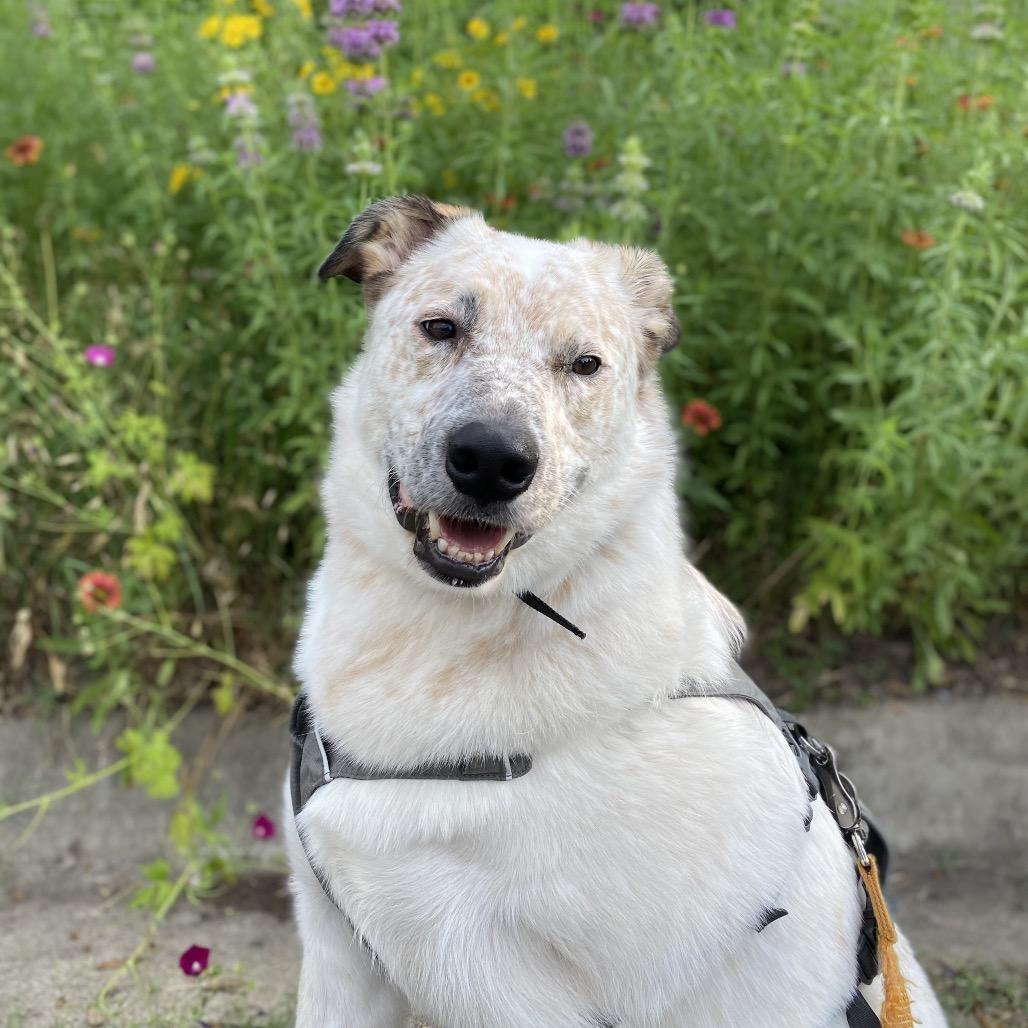 Enlarge Tyson, a Adoptable Cattle Dog in Allen, TX image 1/6