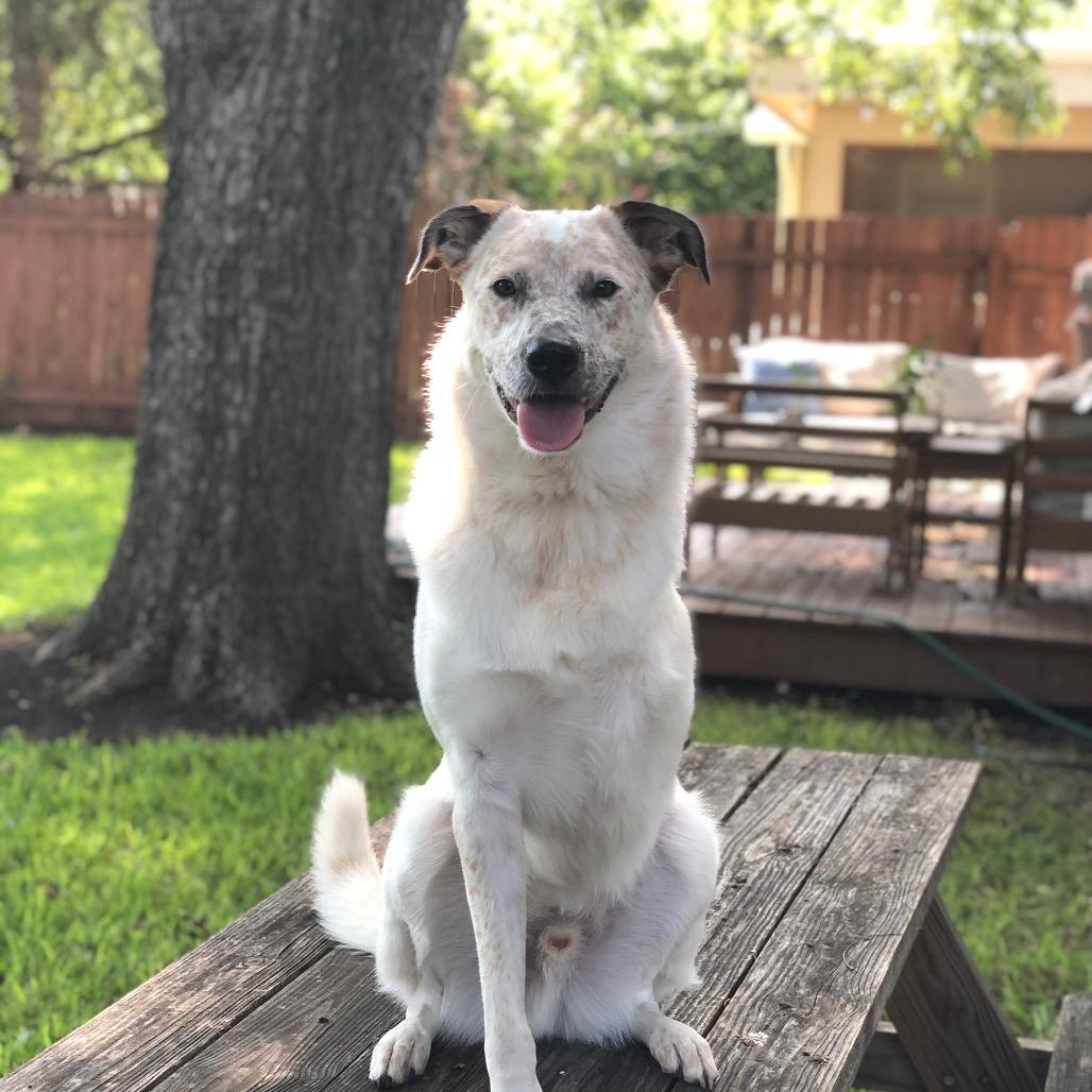 Enlarge Tyson, a Adoptable Cattle Dog in Allen, TX image 2/6
