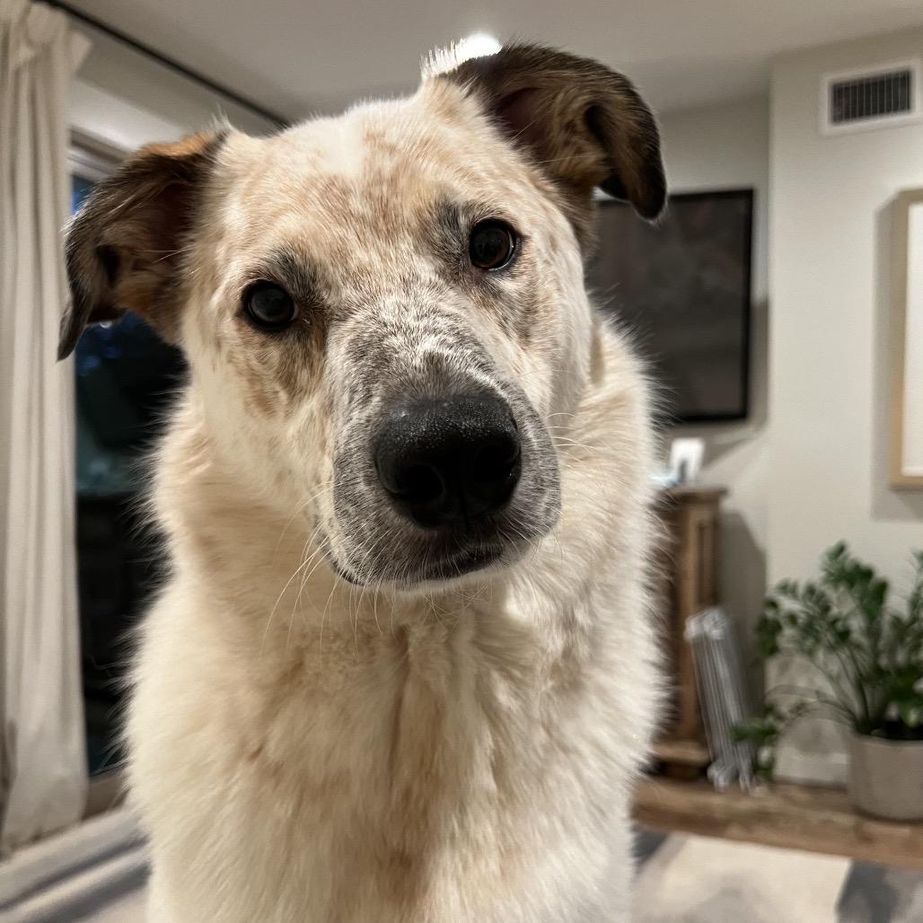 Enlarge Tyson, a Adoptable Cattle Dog in Allen, TX image 3/6