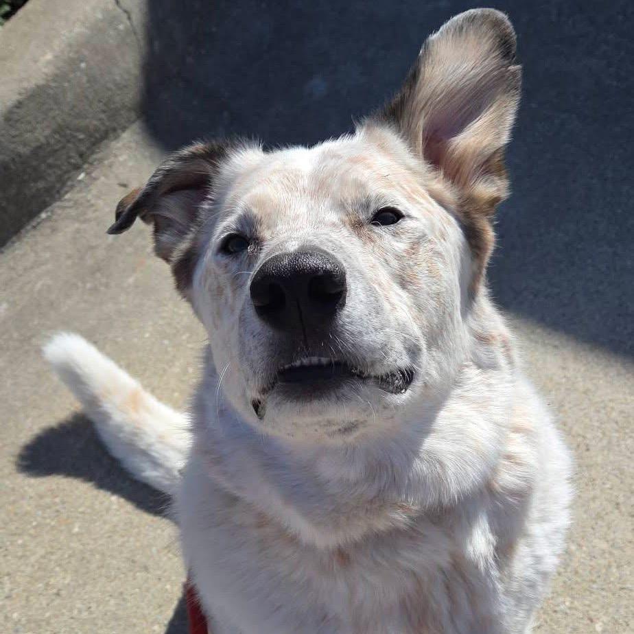 Enlarge Tyson, a Adoptable Cattle Dog in Allen, TX image 4/6