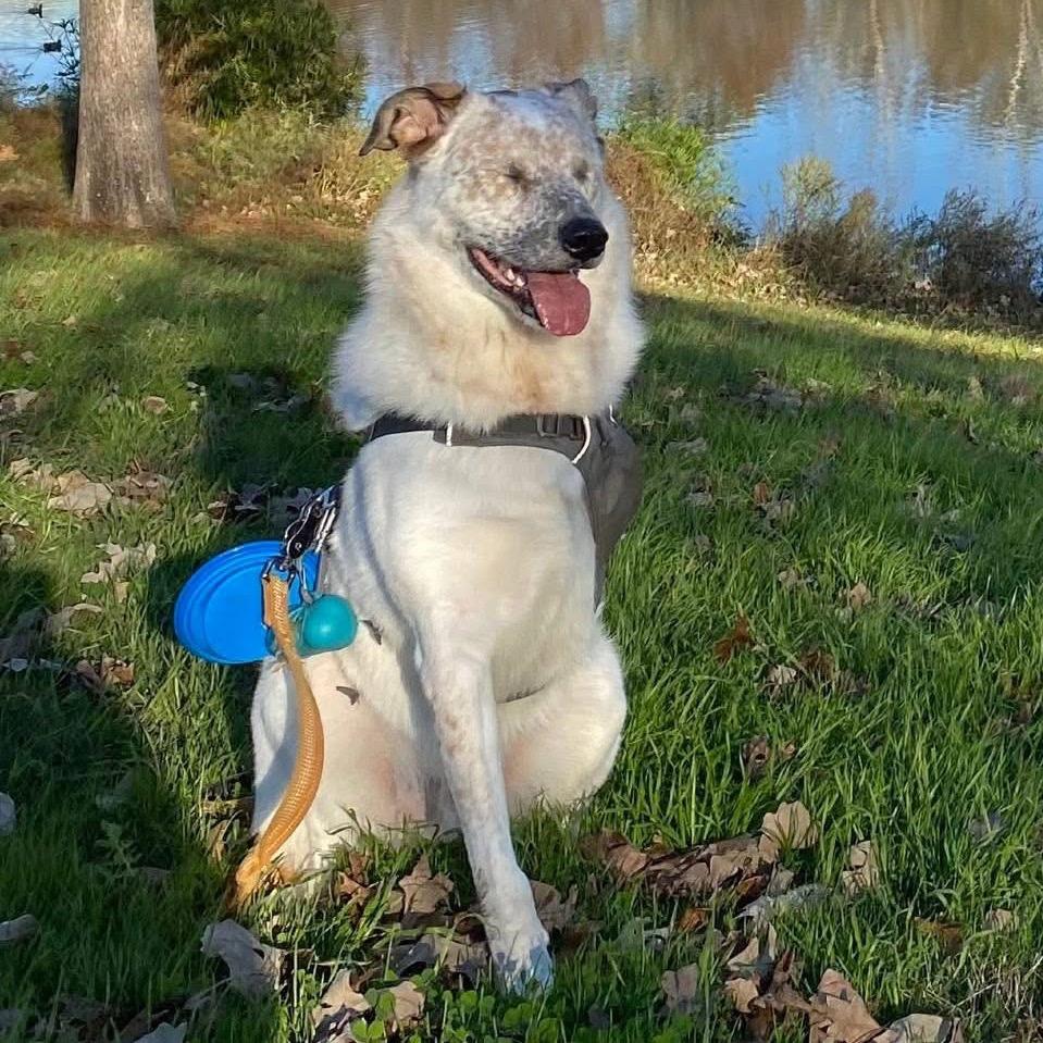 Enlarge Tyson, a Adoptable Cattle Dog in Allen, TX image 5/6