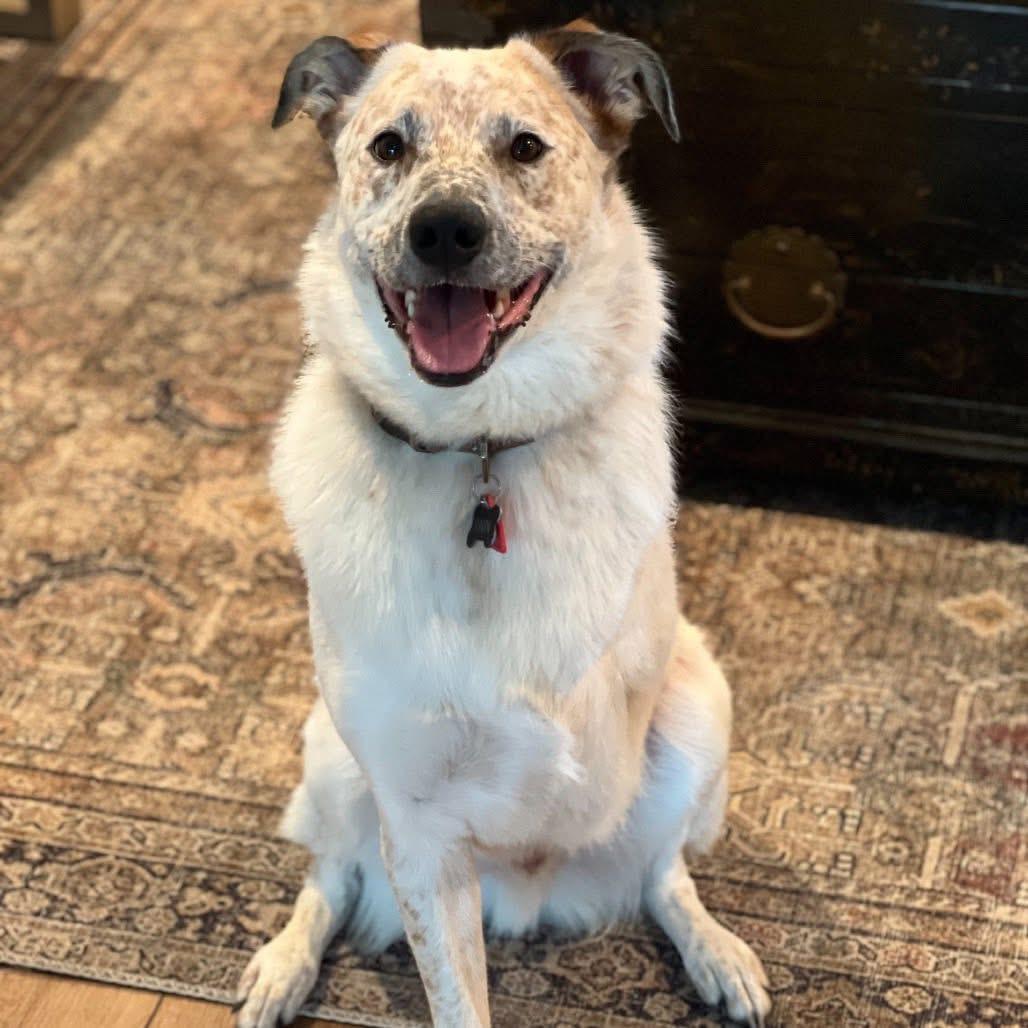 Enlarge Tyson, a Adoptable Cattle Dog in Allen, TX image 6/6
