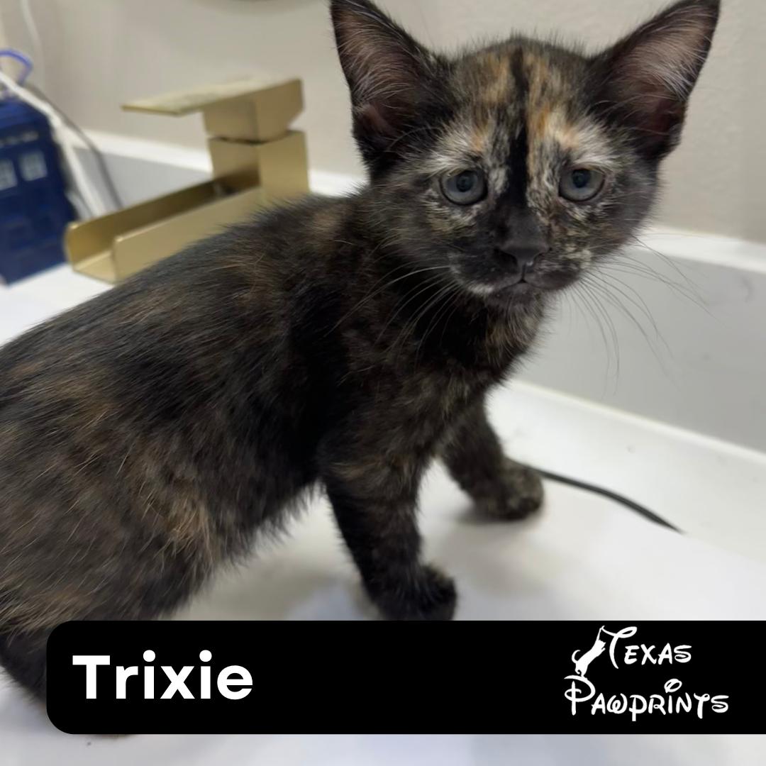 Trixie, Baby Female Tortoiseshell