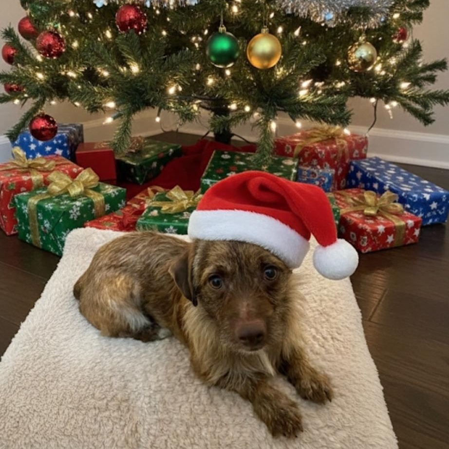 Enlarge Pinecone, a Adoptable mixed breed in Plainfield, IL image 1/3