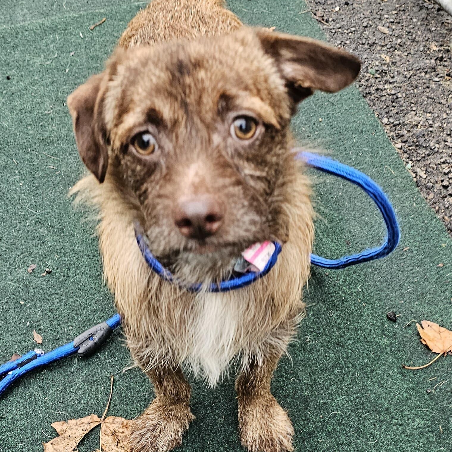 Pinecone, Adoptable, Adult Male Cairn Terrier & Chihuahua.