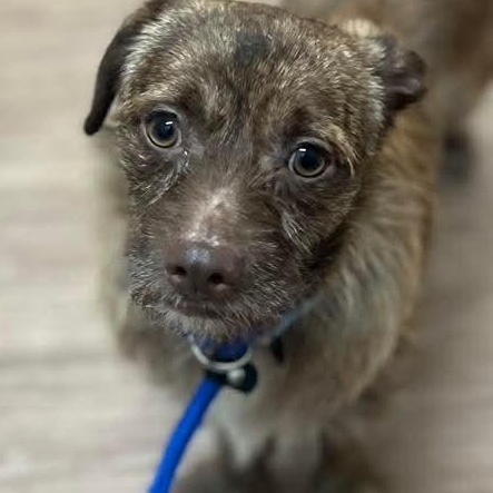 Enlarge Pinecone, a Adoptable mixed breed in Plainfield, IL image 3/3
