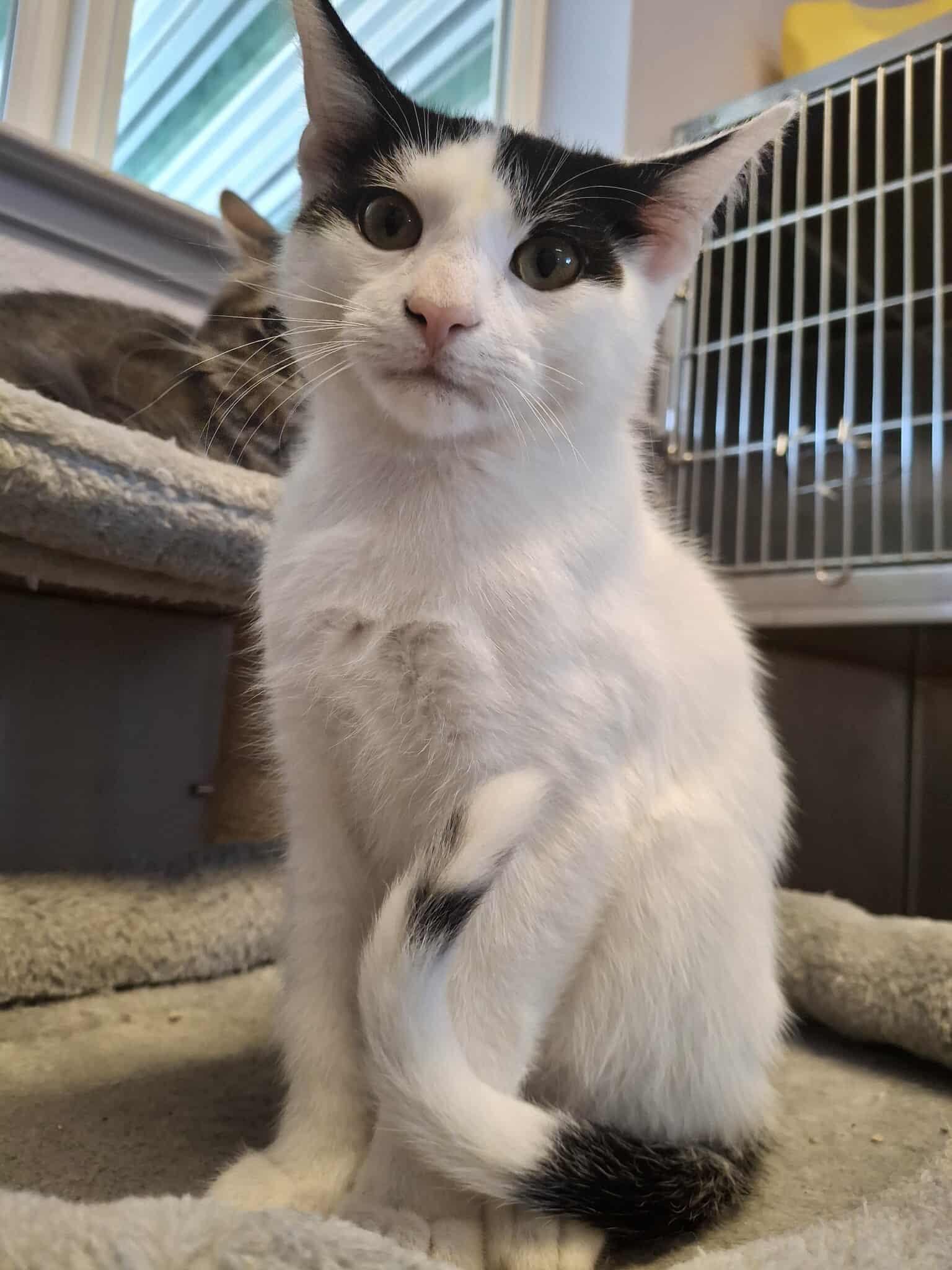 Issac, a Adoptable mixed breed in Weaverville, CA image 6/6