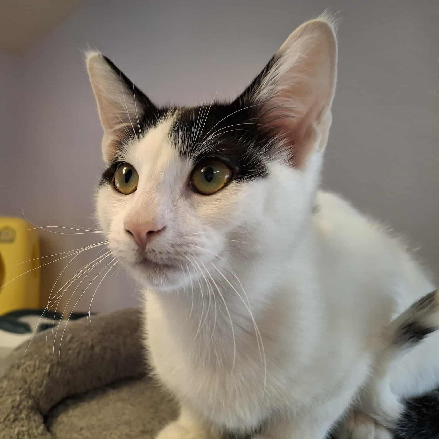 Issac, a Adoptable mixed breed in Weaverville, CA image 2/6