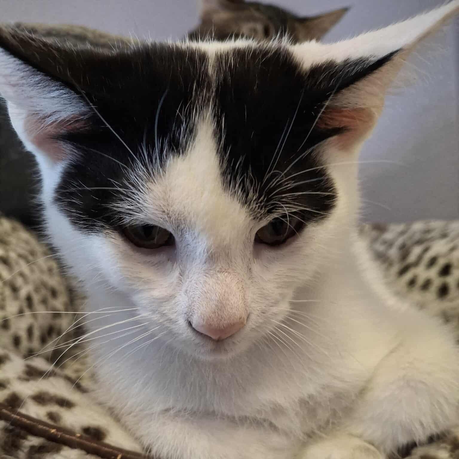 Issac, an adoptable Domestic Short Hair in Weaverville, CA, 96093 | Photo Image 3