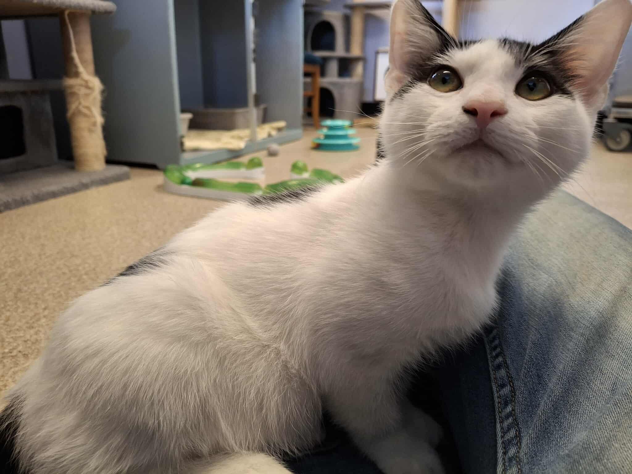 Issac, an adoptable Domestic Short Hair in Weaverville, CA, 96093 | Photo Image 4