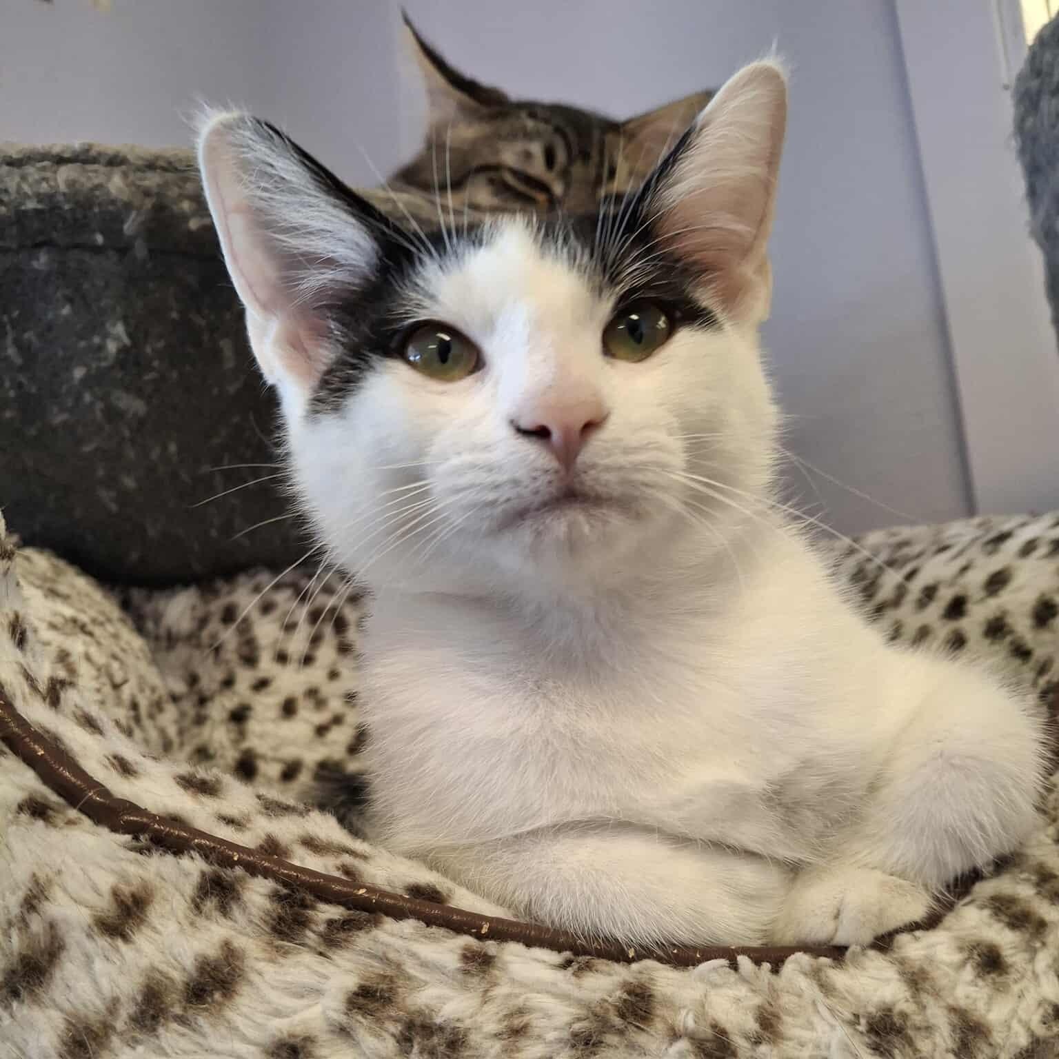 Issac, an adoptable Domestic Short Hair in Weaverville, CA, 96093 | Photo Image 5