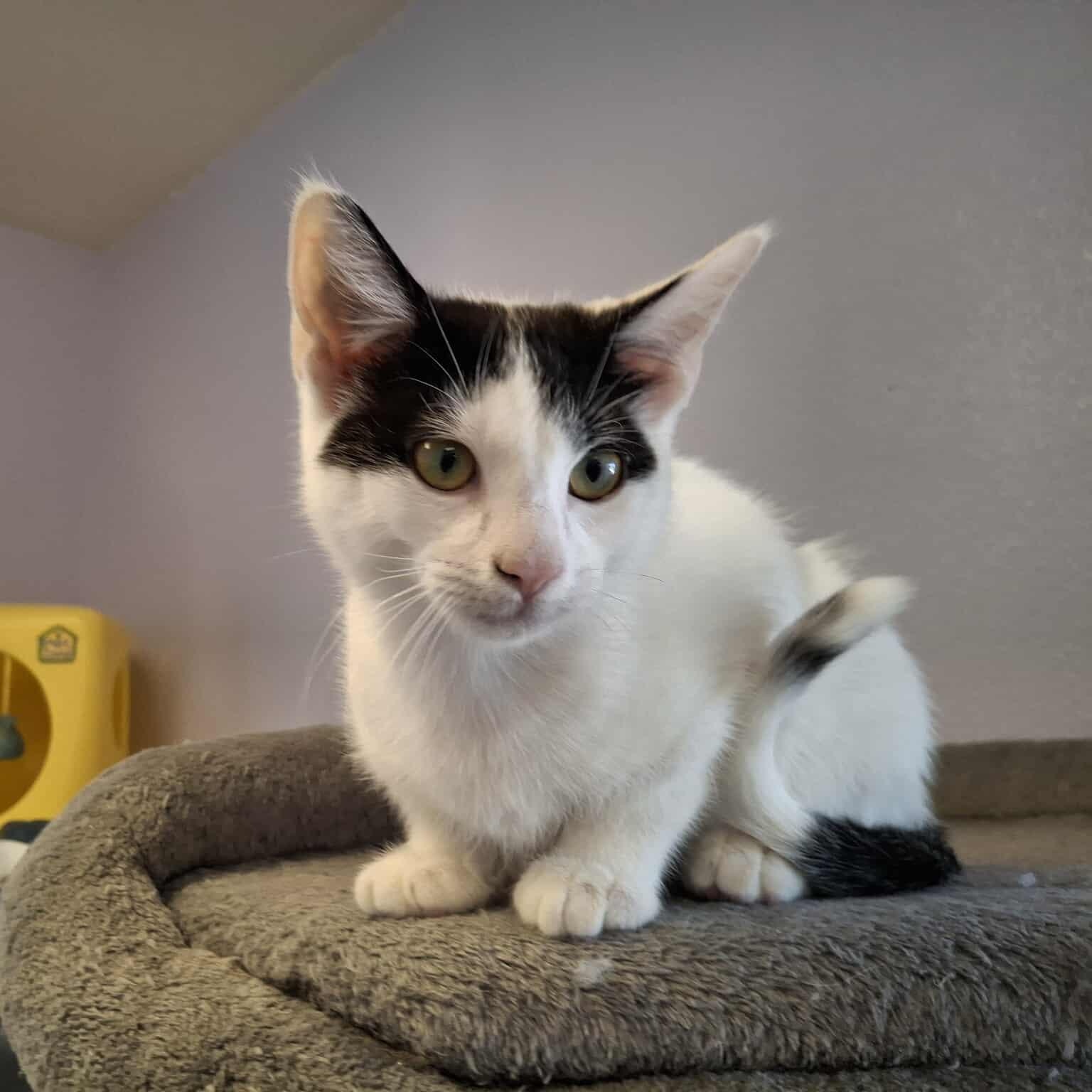 Issac, a Adoptable mixed breed in Weaverville, CA image 1/6