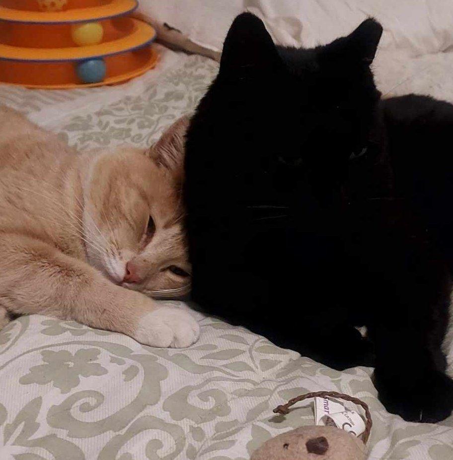 Sam, a Adopted mixed breed in Brightwaters, NY image 3/5