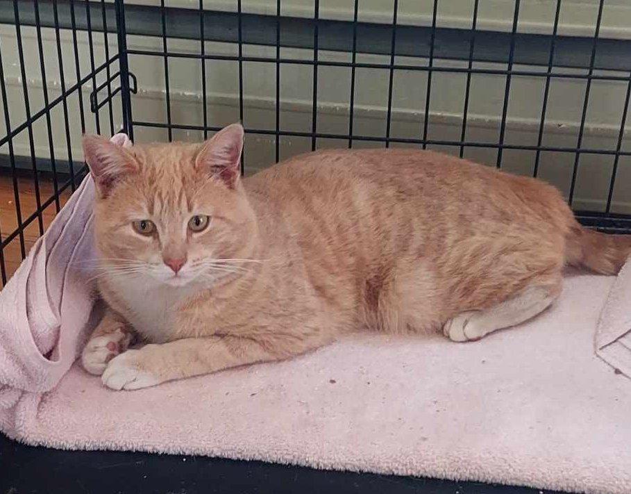 Sam, Adopted, Kitten Male Domestic Short Hair.