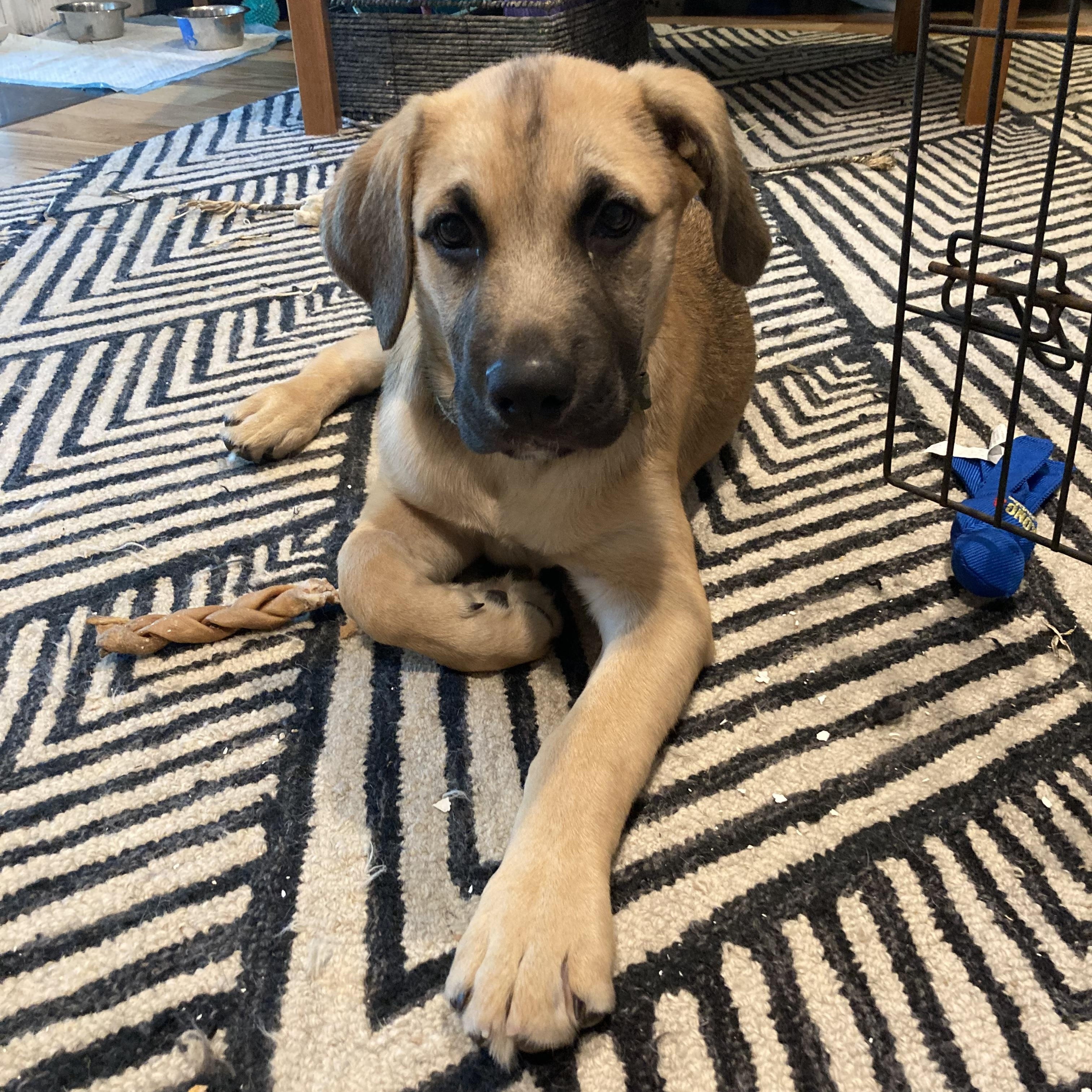 Enlarge Emmit, a Adopted mixed breed in Annandale, VA image 3/4